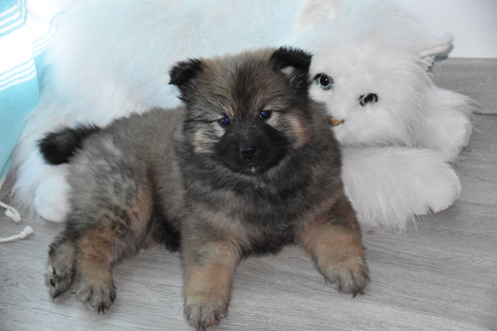 Nikon D5600 sample photo. Dog, young bitch, dog photography