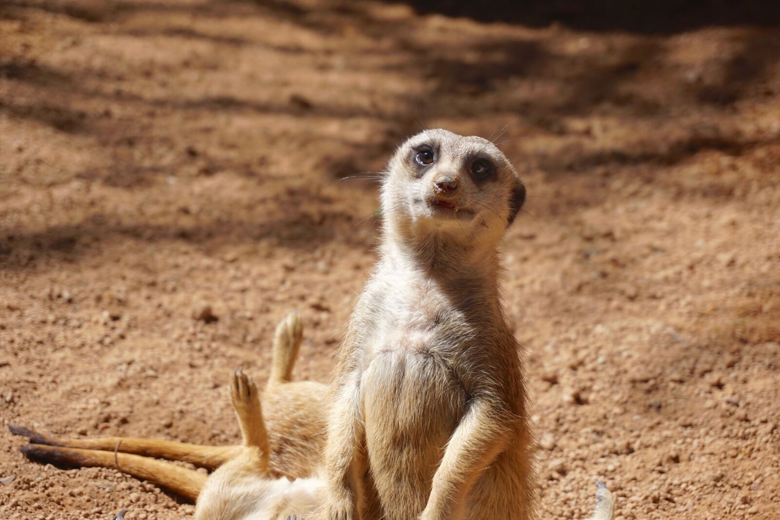 Sony a6000 sample photo. Meerkat, suricata suricatta, meercat photography