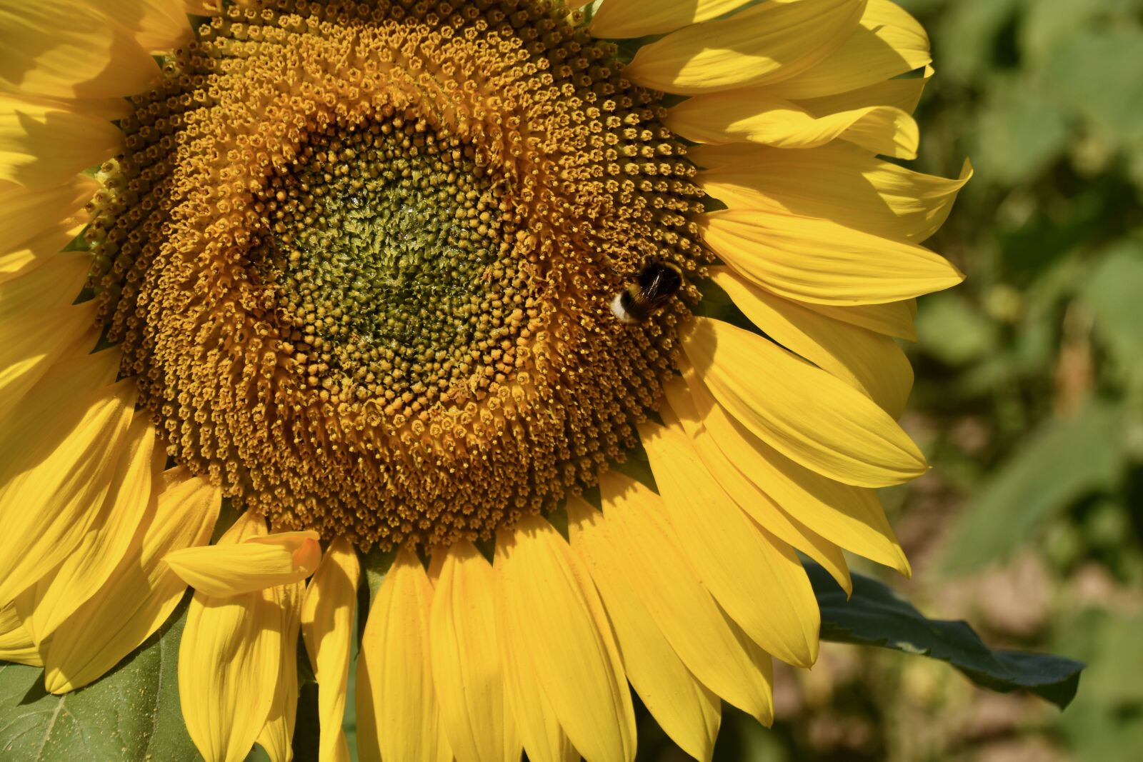 Nikon D5600 sample photo. Sunflower, flower, petals photography