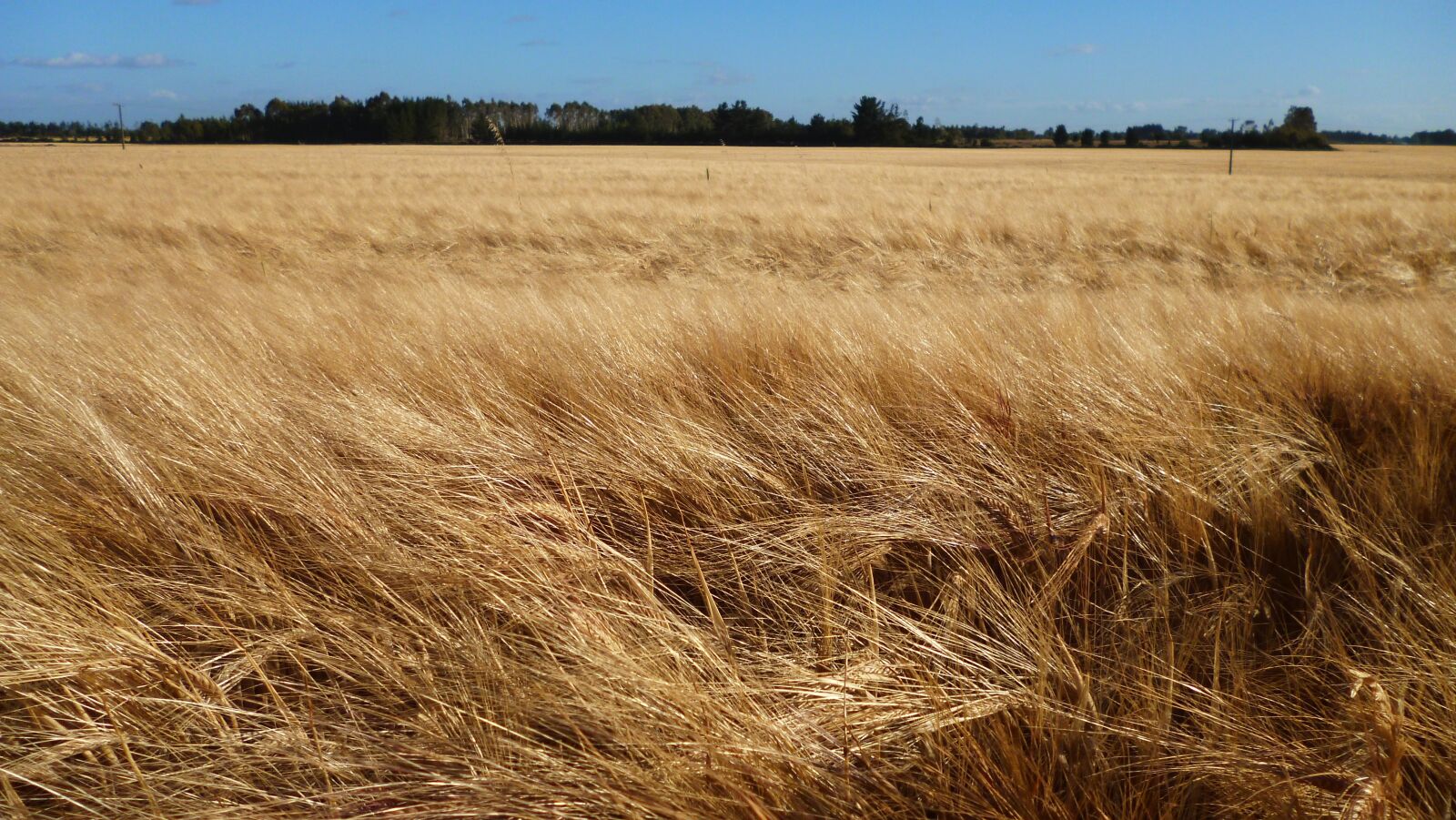 Panasonic DMC-FH4 sample photo. Wheat field, windy field photography