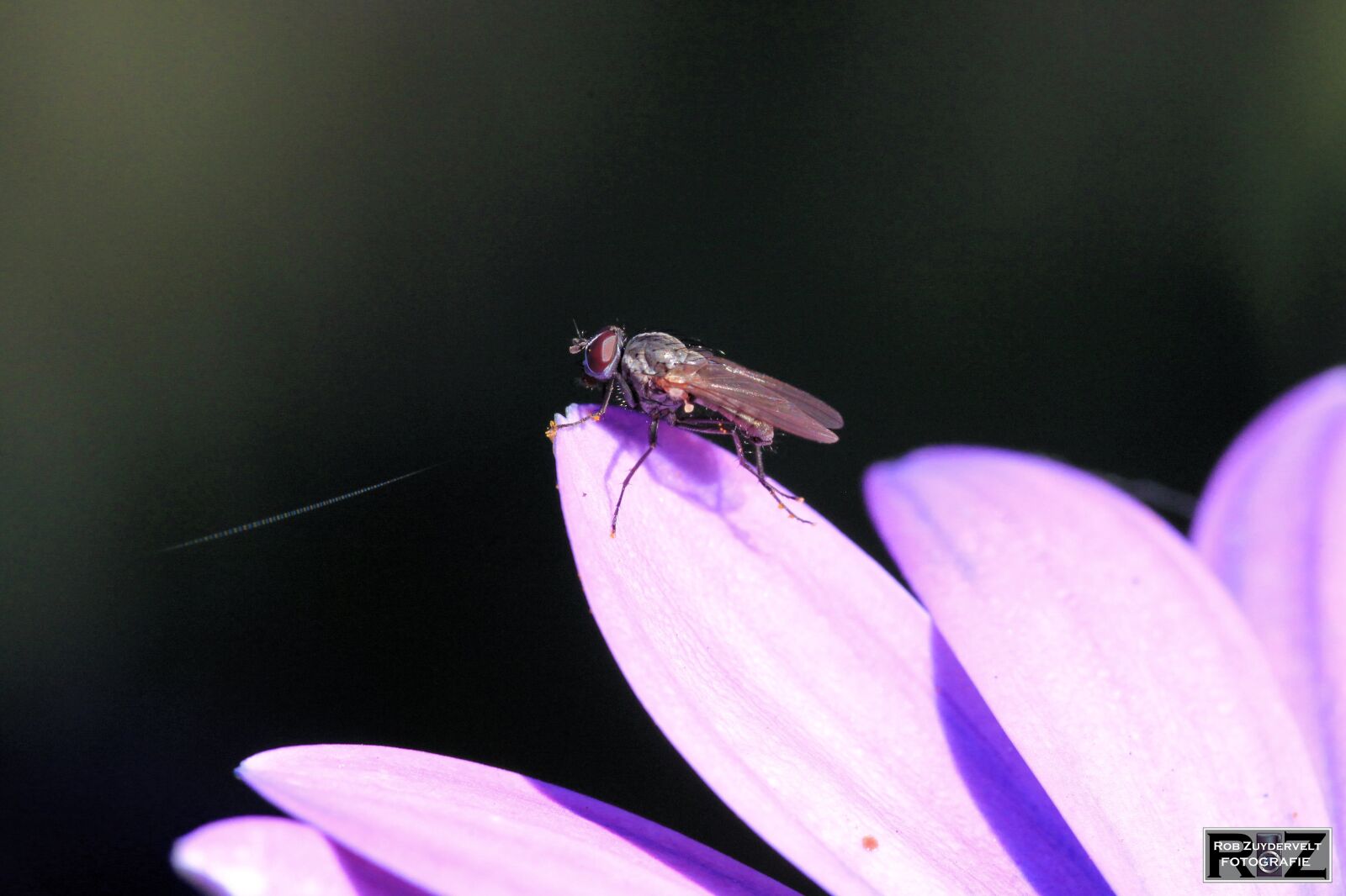 Canon EOS 5D Mark II sample photo. Flower, close-up, spring photography