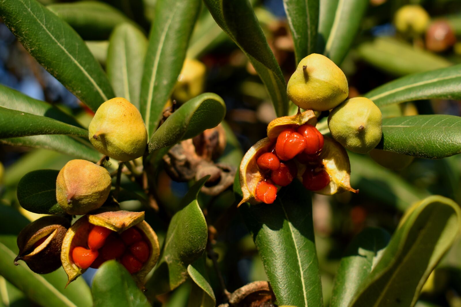 Nikon D3500 sample photo. Tree, fruit, ripe photography