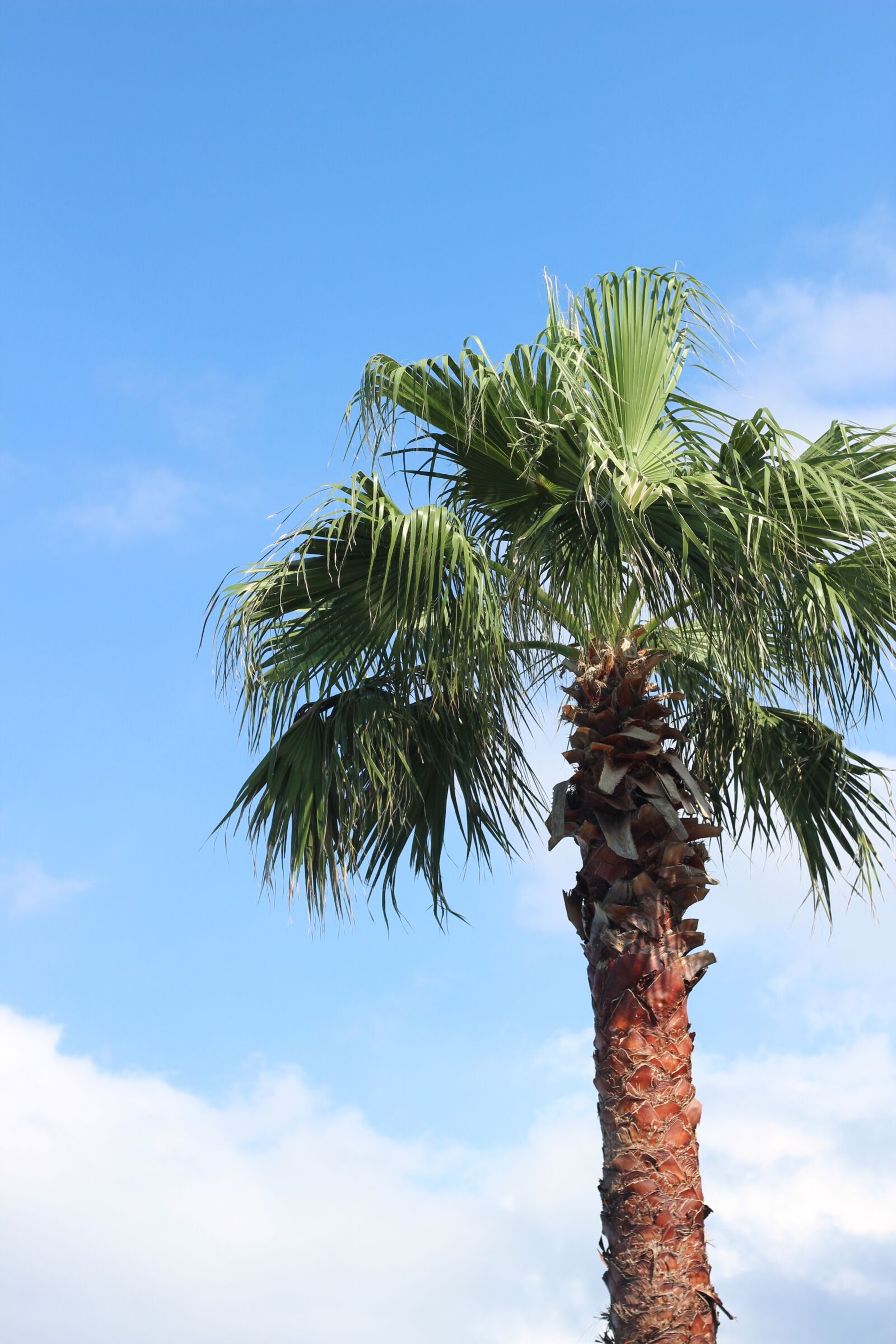 Canon EOS 600D (Rebel EOS T3i / EOS Kiss X5) + Canon EF 50mm F1.8 II sample photo. Jeju island, palm trees photography