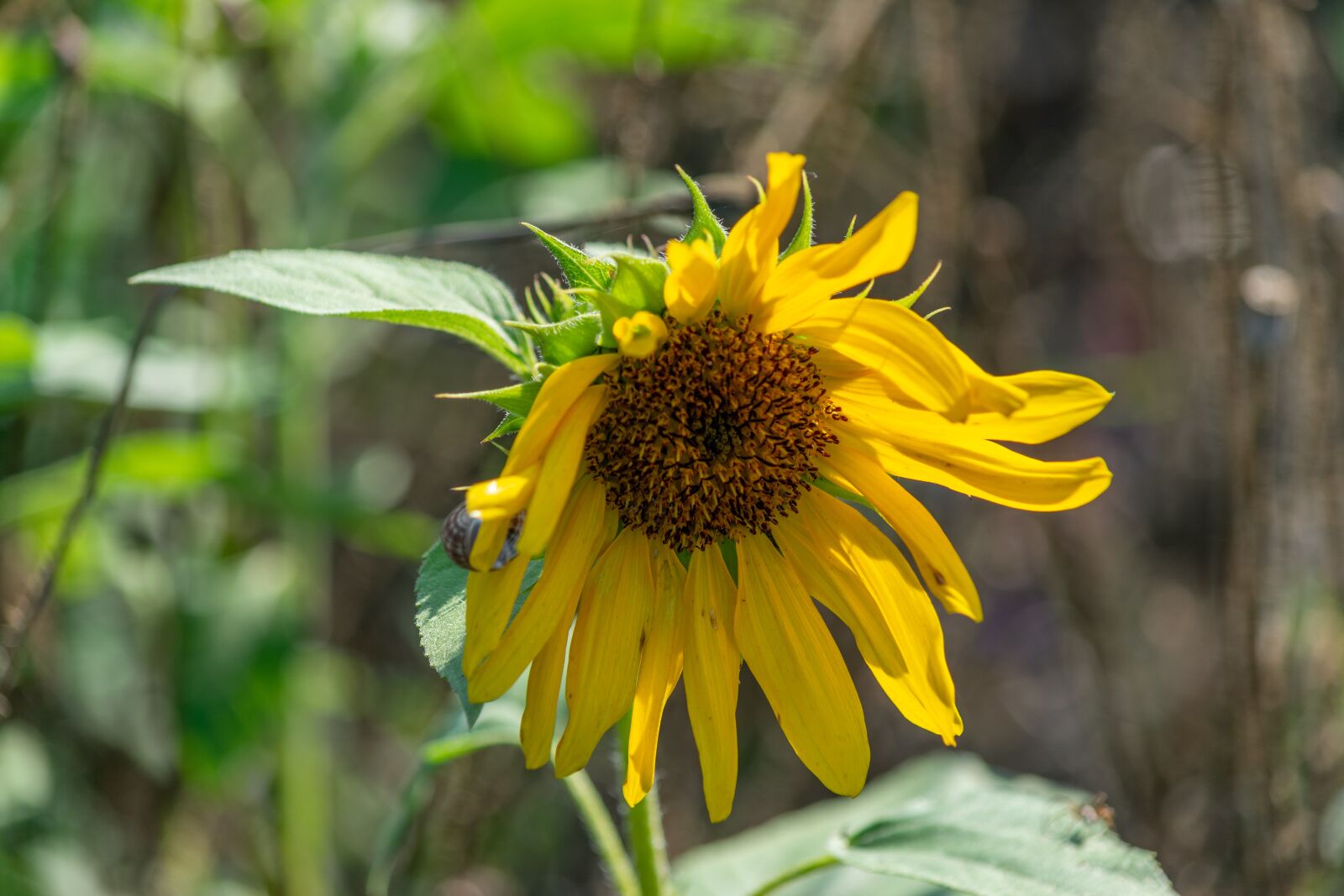 Nikon D3300 sample photo. Sunflower, nature, yellow photography