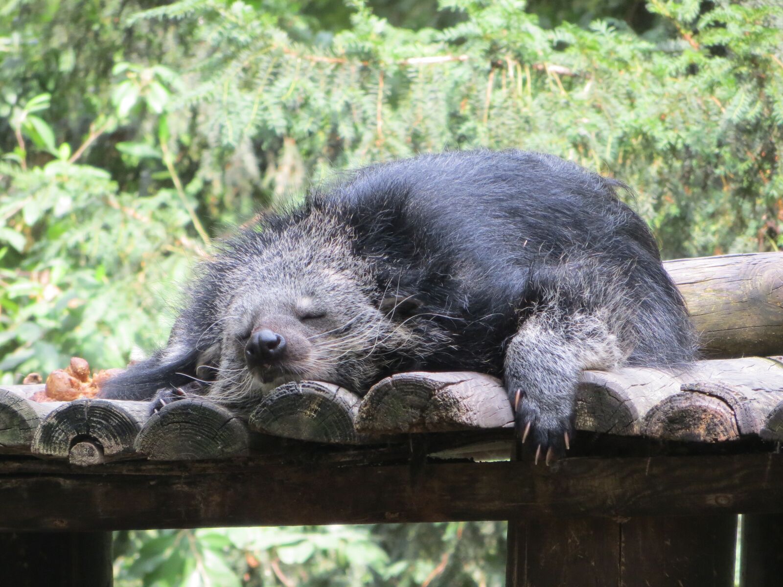 Canon PowerShot SX240 HS sample photo. Binturong, animal, sleeps photography