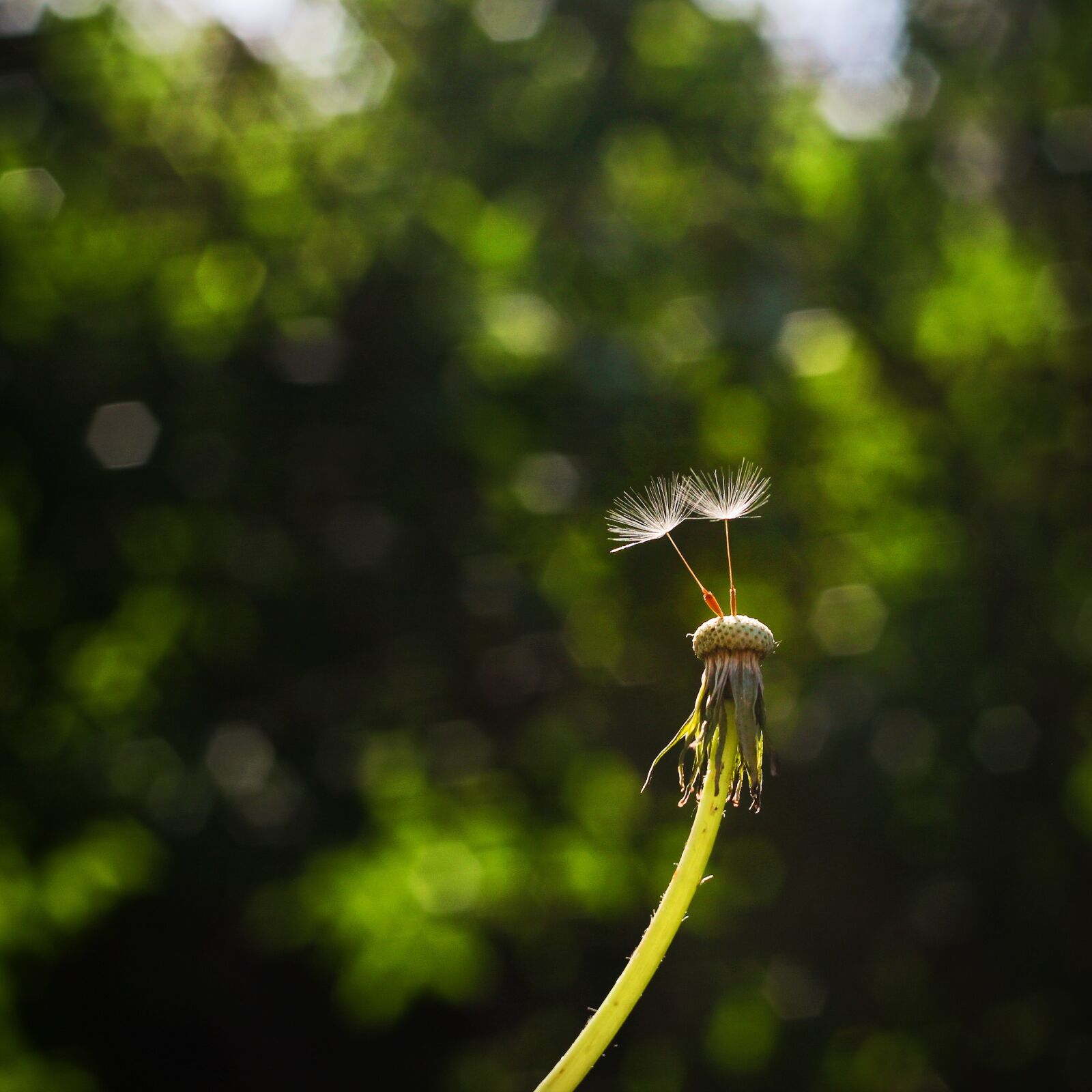 Canon EOS 600D (Rebel EOS T3i / EOS Kiss X5) sample photo. Dandelion, seeds, nature photography
