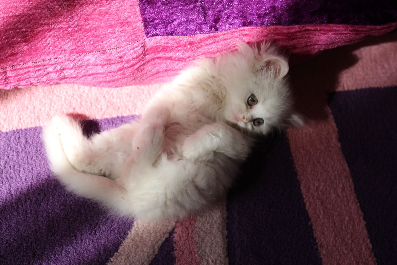 Canon EOS 700D (EOS Rebel T5i / EOS Kiss X7i) + Canon EF 50mm F1.8 STM sample photo. Cat, kitten, pet photography