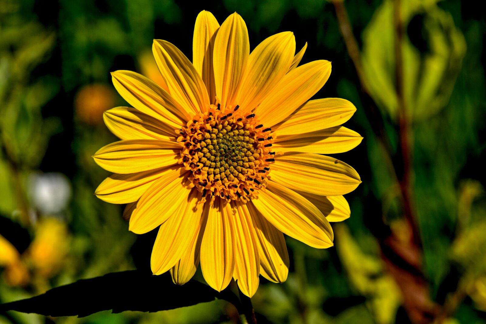 Nikon D3100 sample photo. Flower, yellow, nature photography