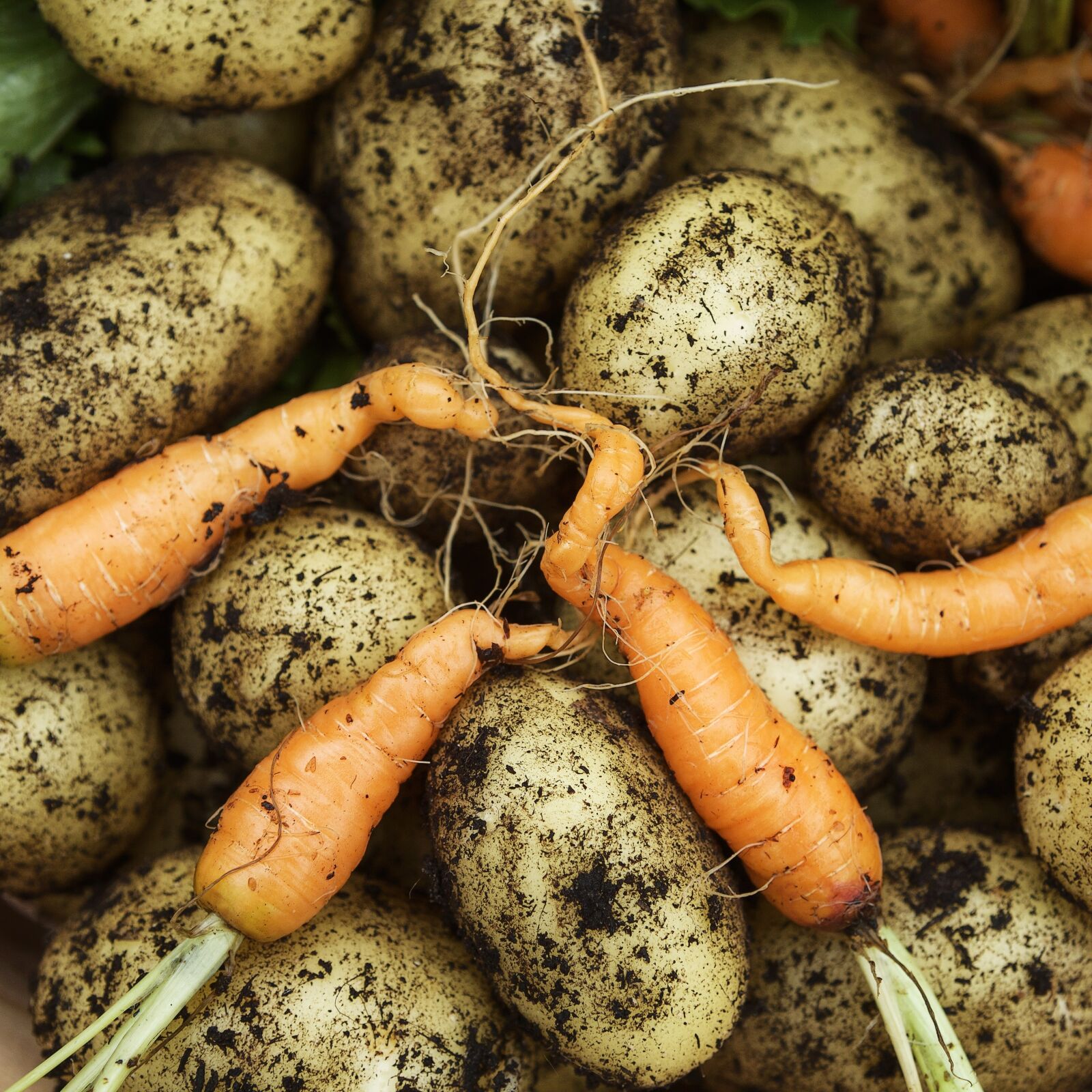 Canon EF 24-70mm F2.8L USM sample photo. Vegetables, harvest, green photography