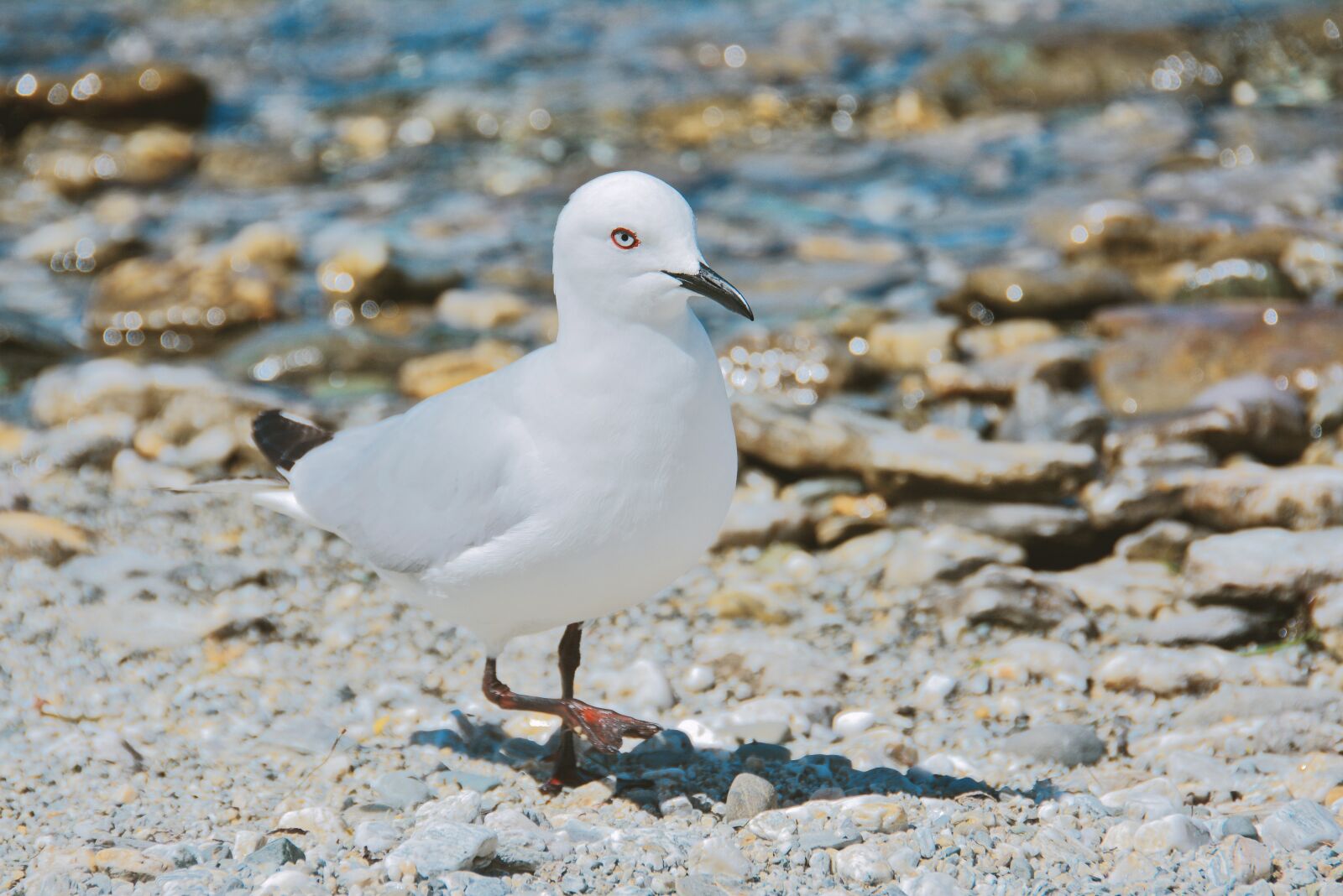 Nikon D7100 sample photo. Seagull, bird, walk photography