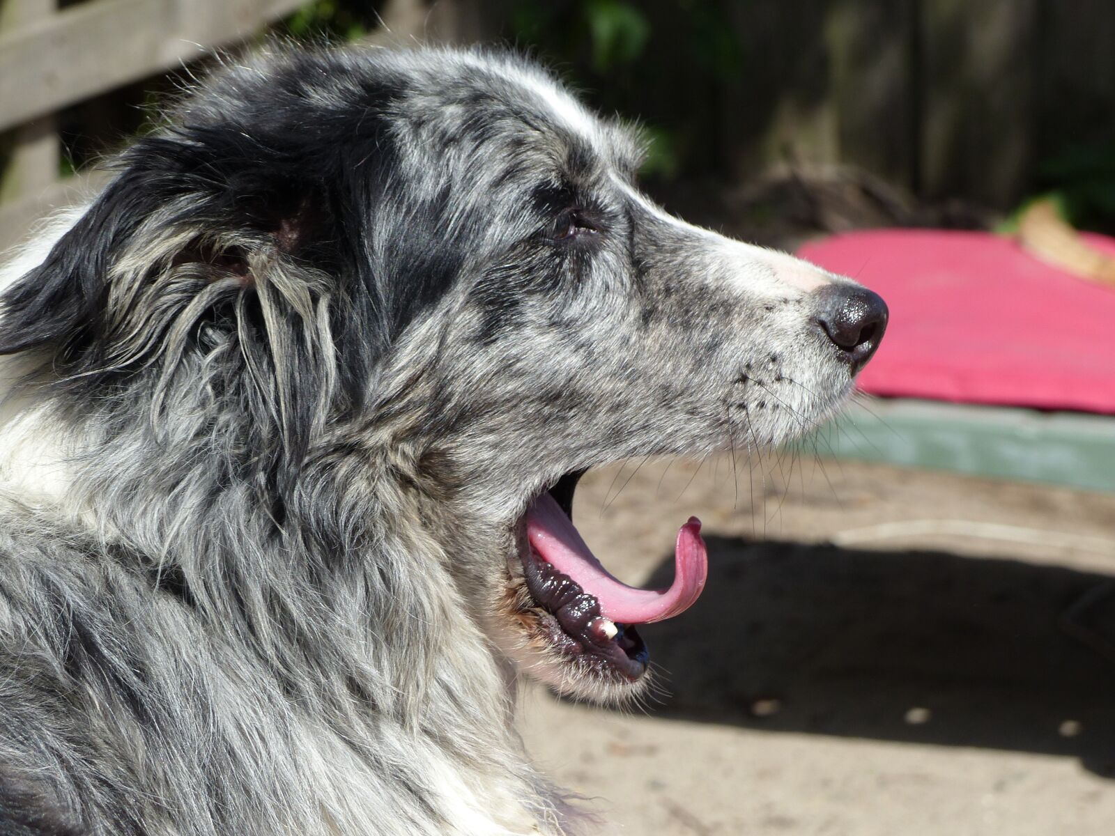Panasonic Lumix DMC-FZ200 sample photo. Dog, dogs, tongue photography