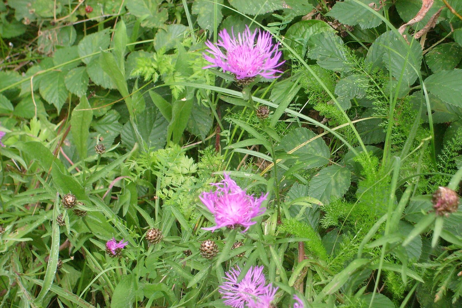 Samsung D70 / D75 / S730 / S750 sample photo