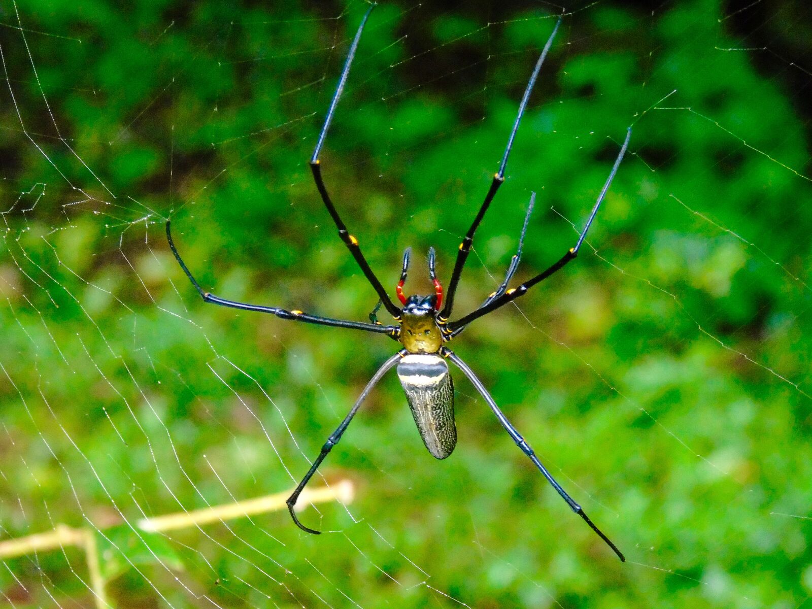 Sony Cyber-shot DSC-H400 sample photo. Spider, web, thailand photography
