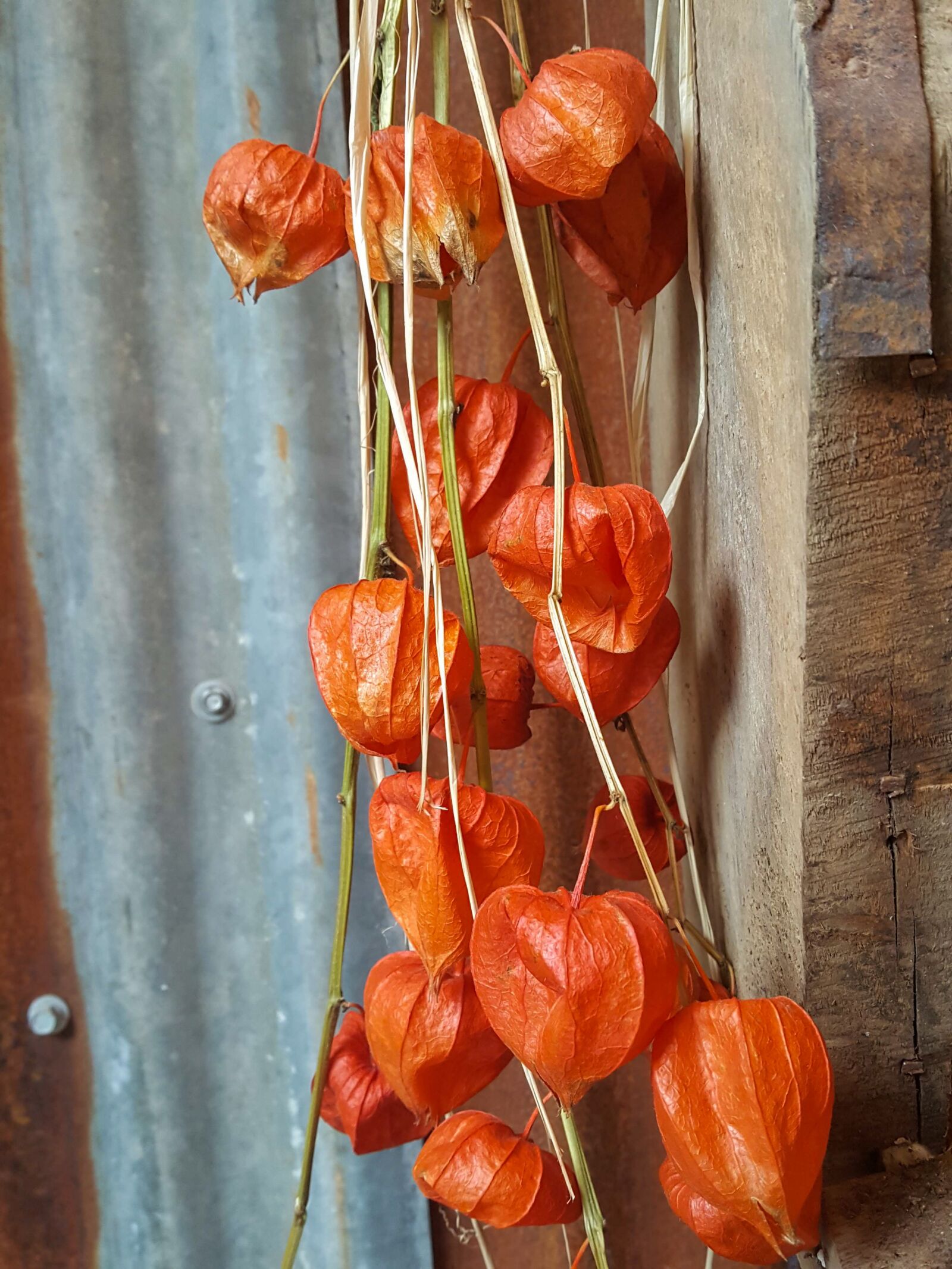 Samsung Galaxy S6 sample photo. Chinese lantern, physalis franchetii photography