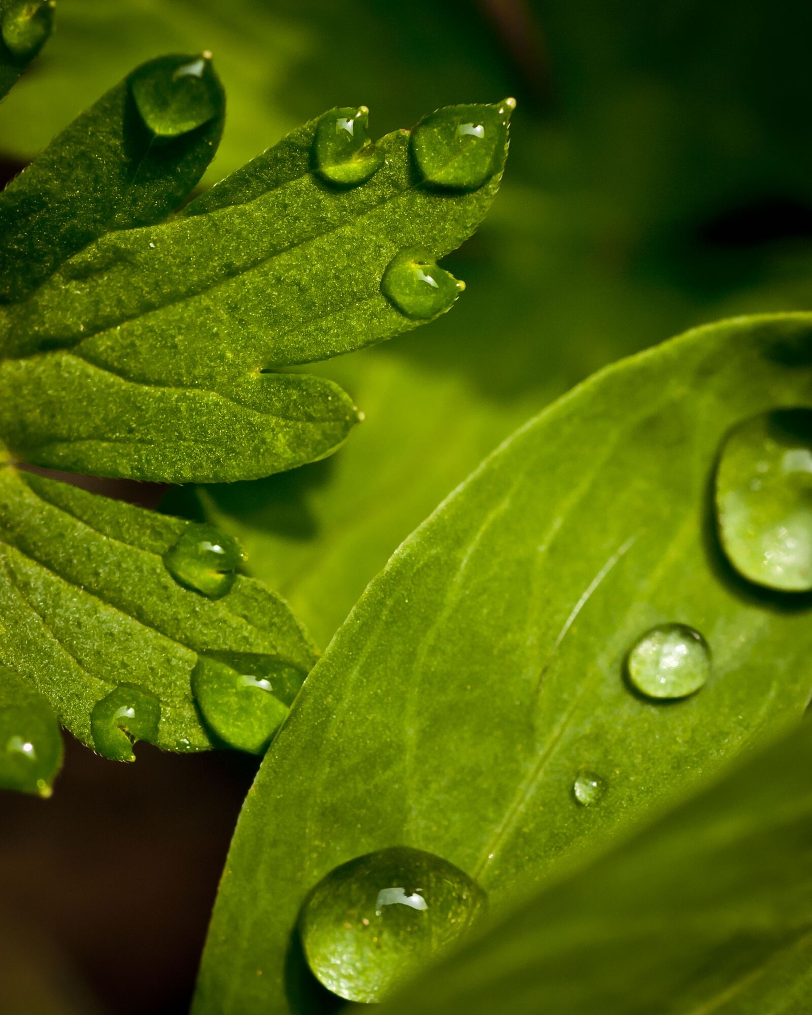 Nikon D80 sample photo. Macro, photography, green photography
