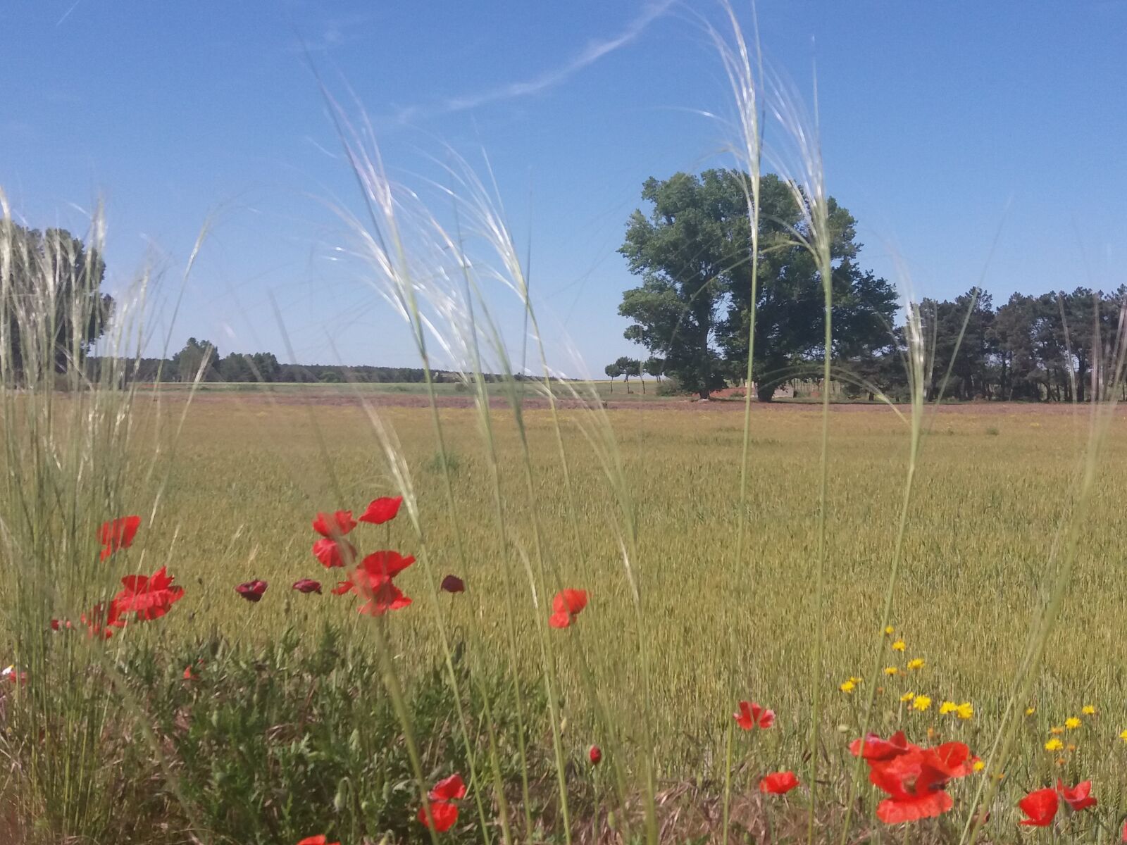Samsung Galaxy J5(2016) sample photo. Field, poppies, landscape photography