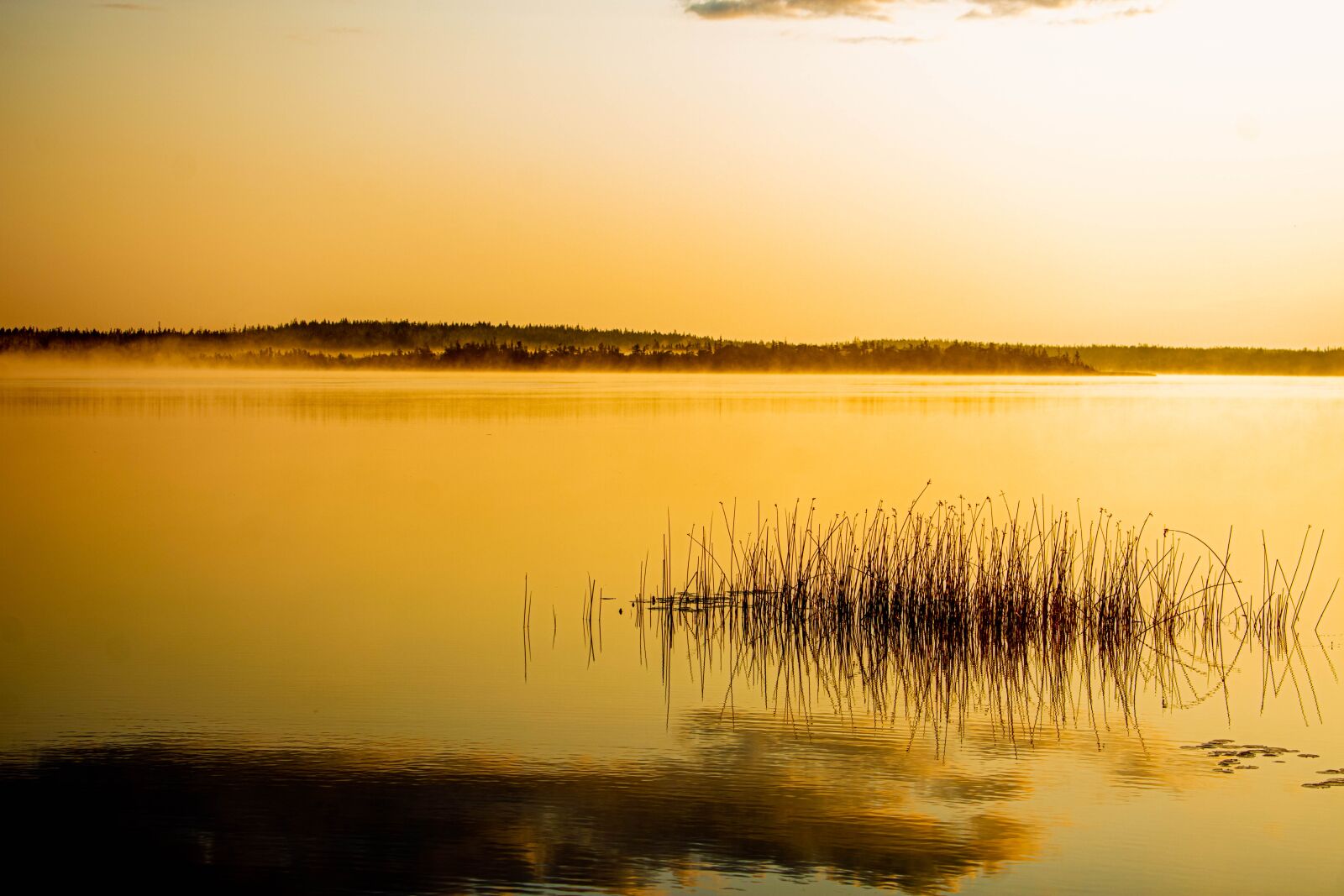 Nikon D3400 sample photo. Canada, lake, reed photography