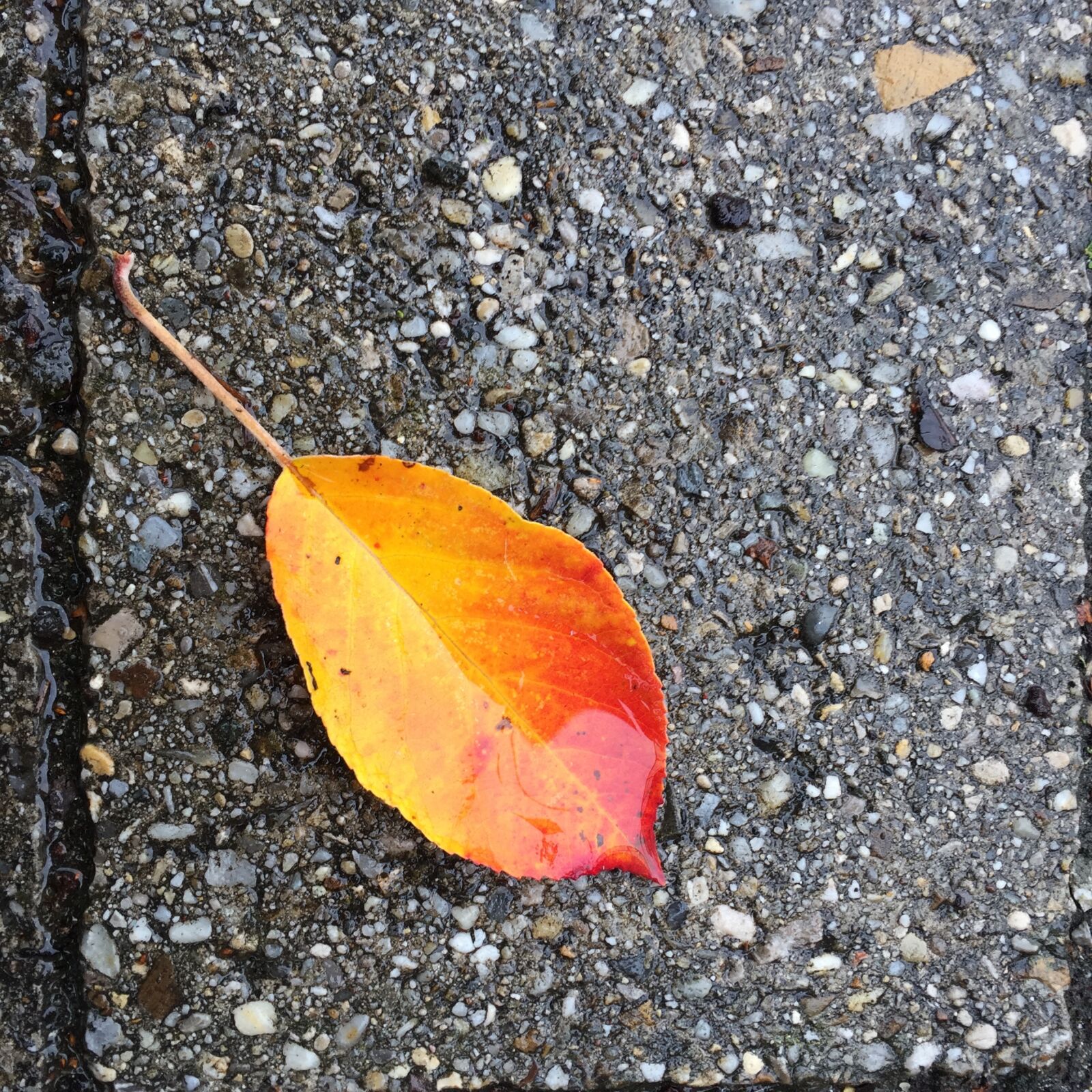 Apple iPhone 6 sample photo. Leaf, autumn, concrete photography