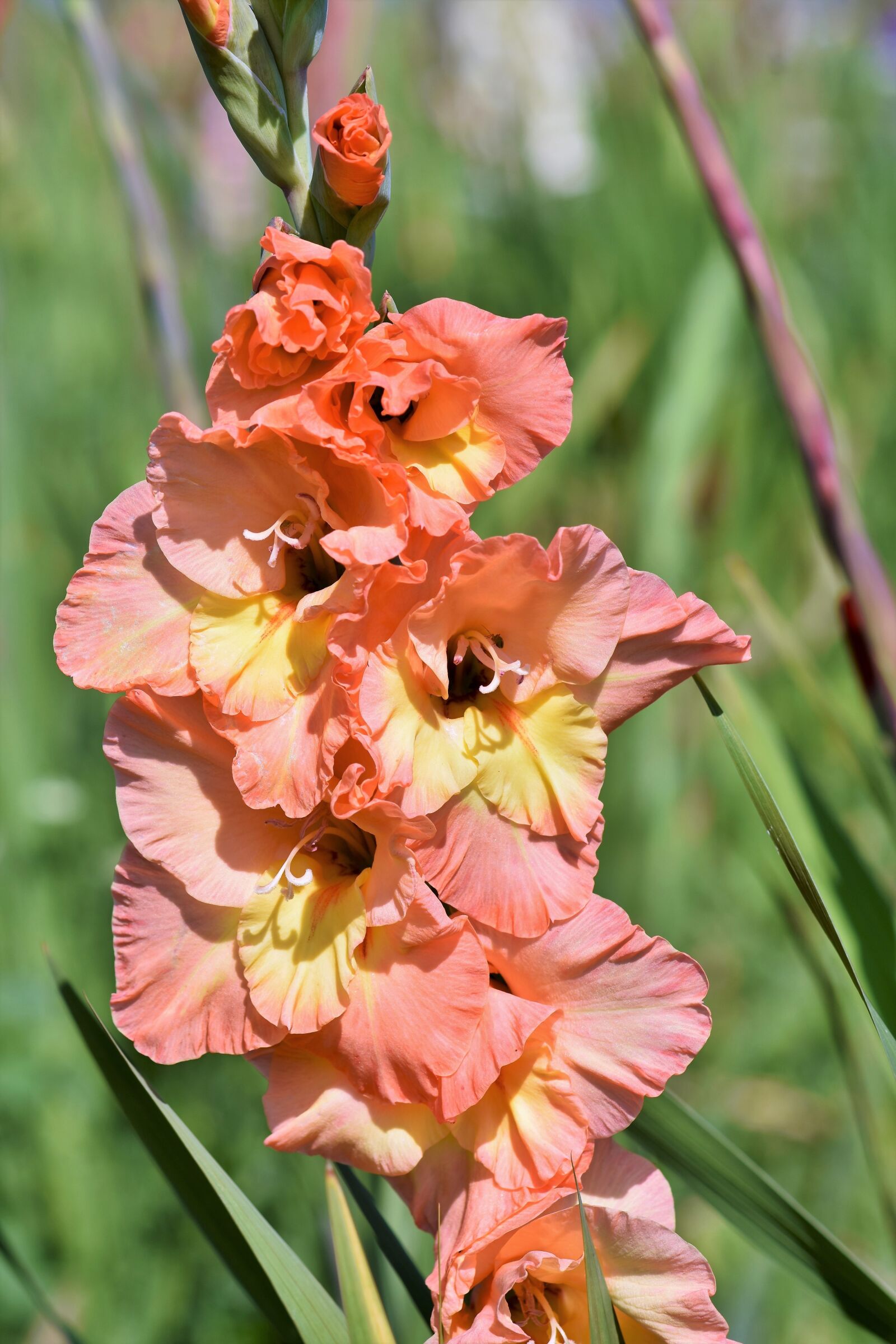 Nikon D7200 sample photo. Gladiolus, gladidus, butterfly greenhouse photography
