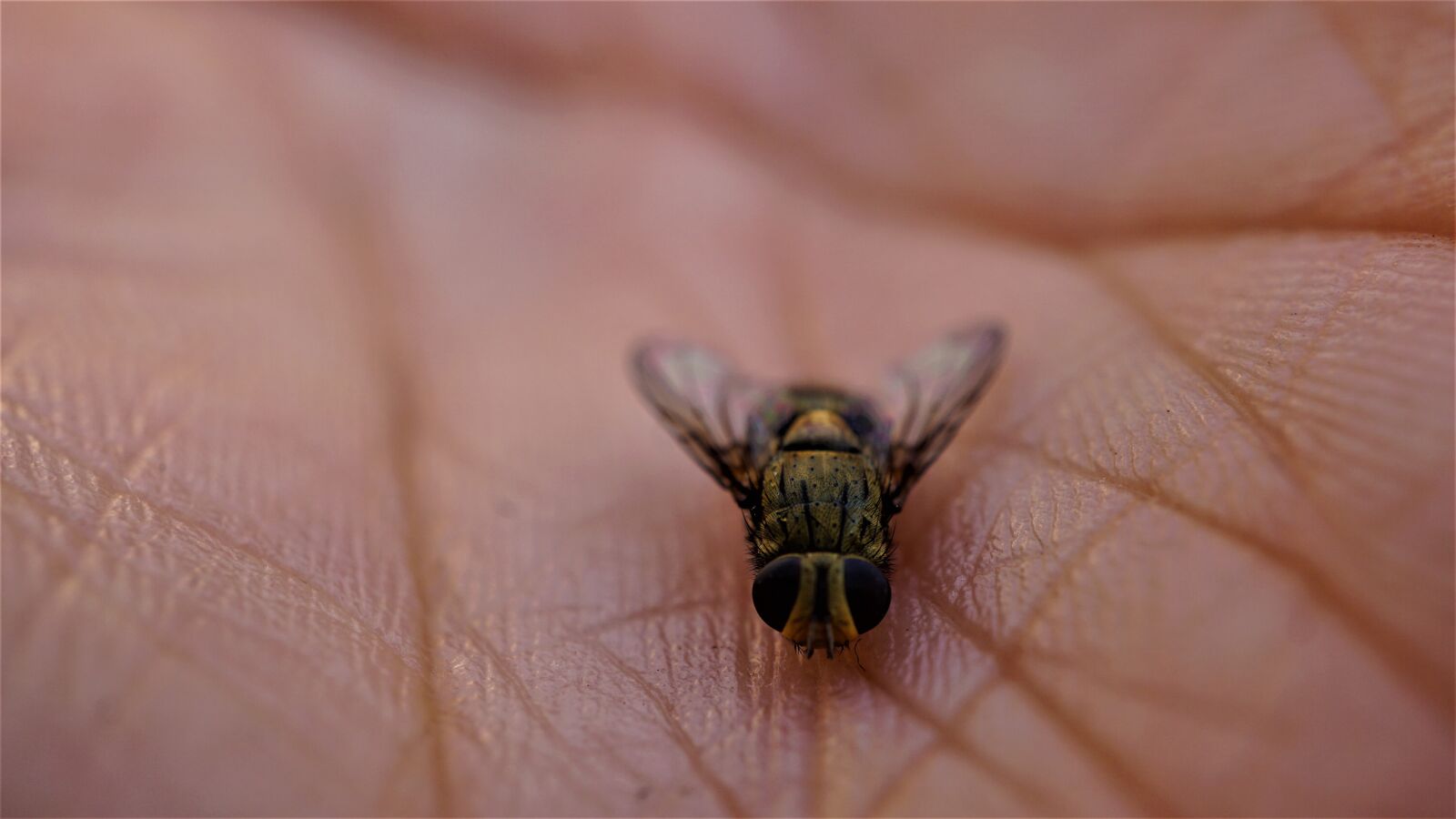 Sony E 30mm F3.5 Macro sample photo. Background, pattern, hand photography