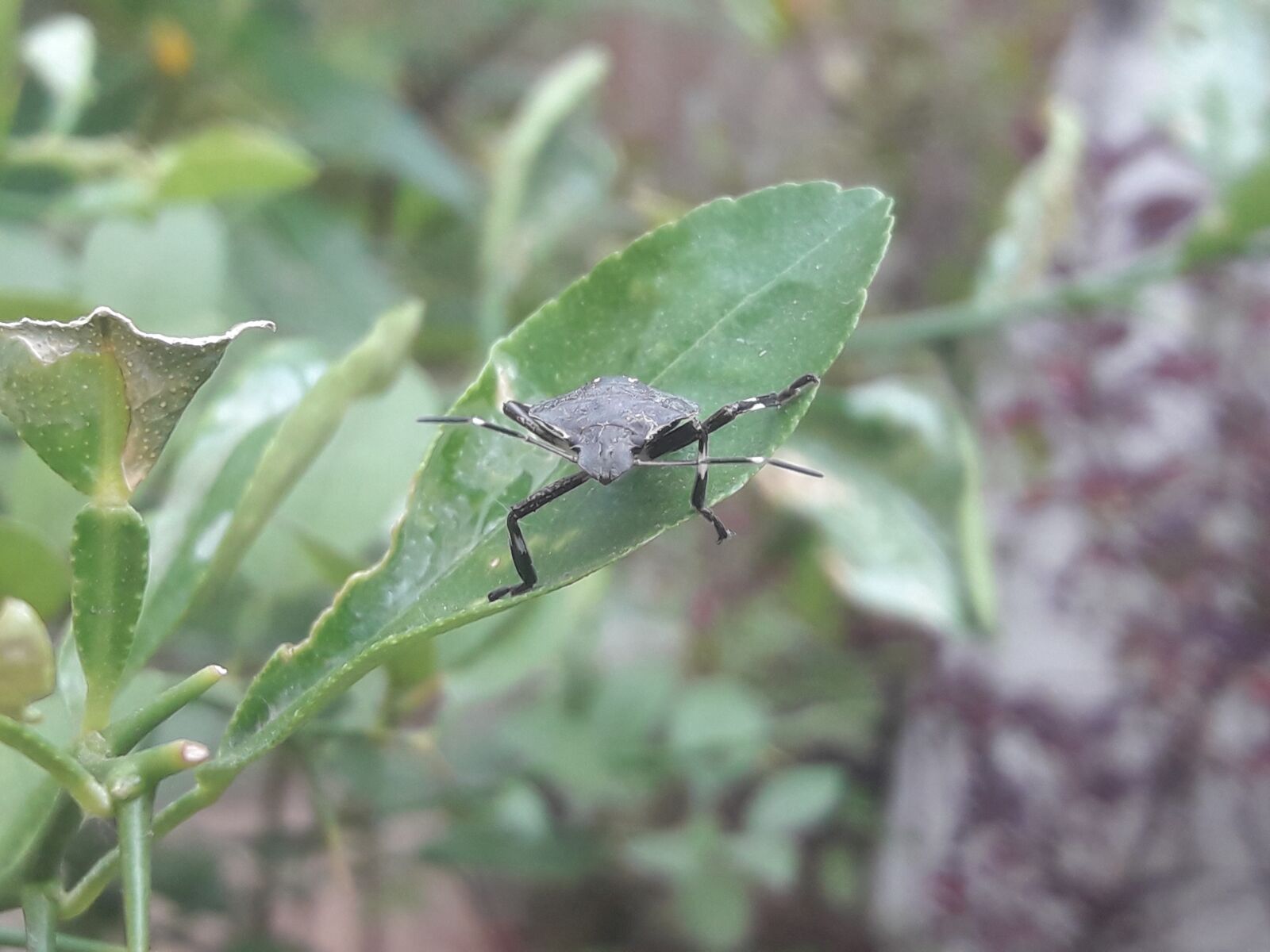 Samsung Galaxy J7 Neo sample photo. Bug, a bug, nature photography