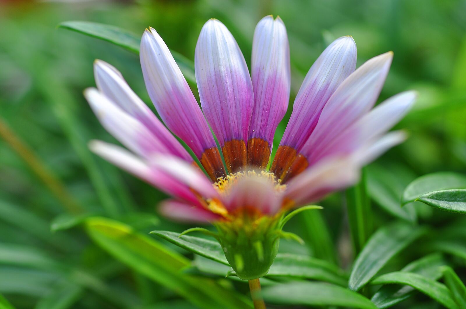 Nikon D90 sample photo. Flower, color, petals photography