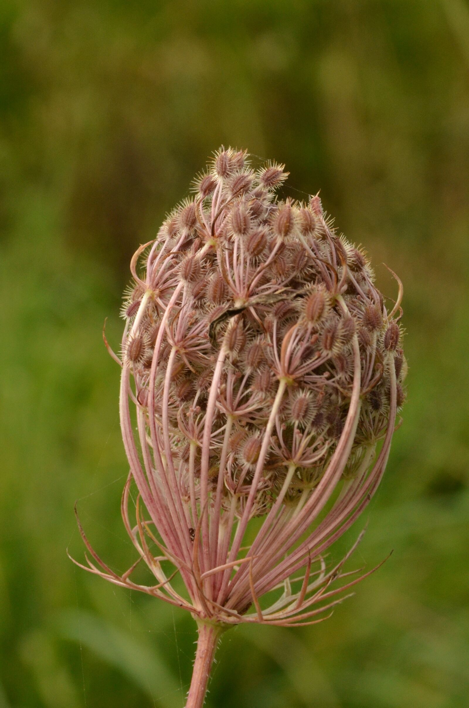 Nikon D7000 sample photo. Plant, button, nature photography