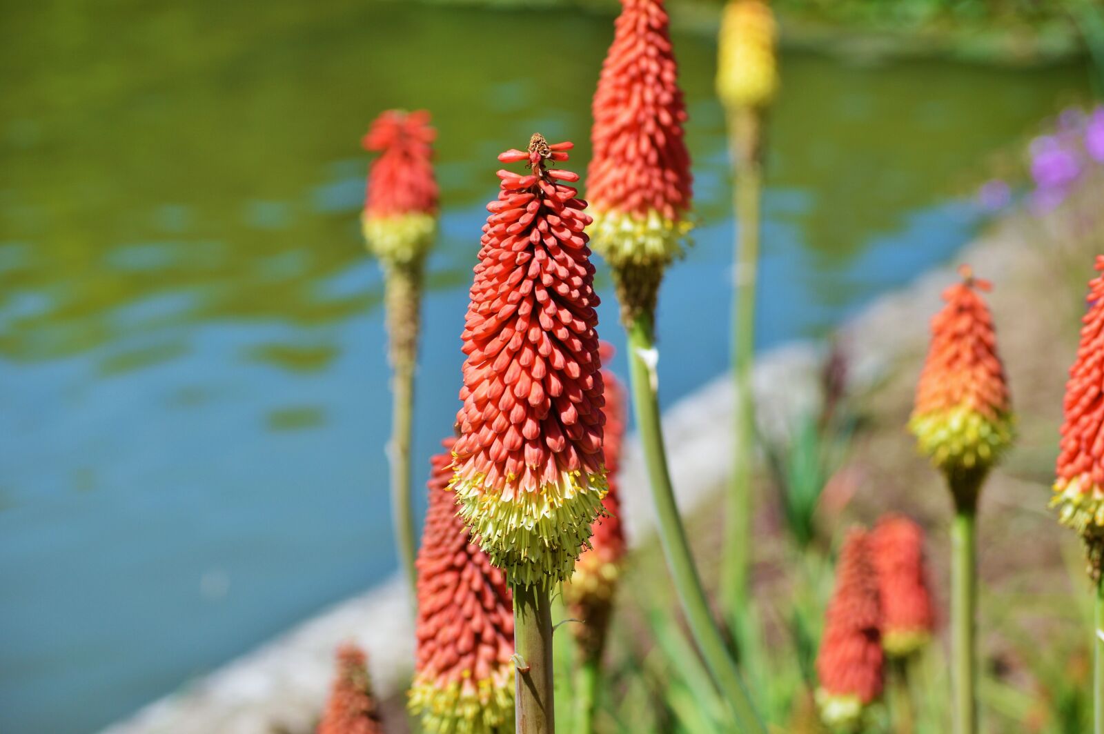 Nikon D3200 sample photo. Panicles-montbretie, flower, plant photography