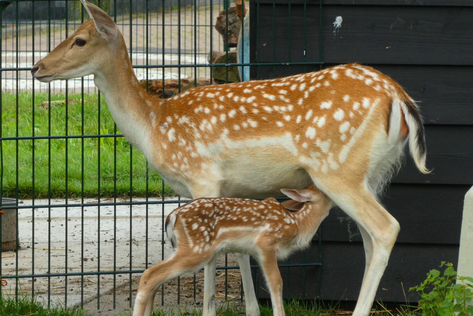 Panasonic Lumix DC-ZS70 (Lumix DC-TZ90) sample photo. Damhertje, a young deer photography