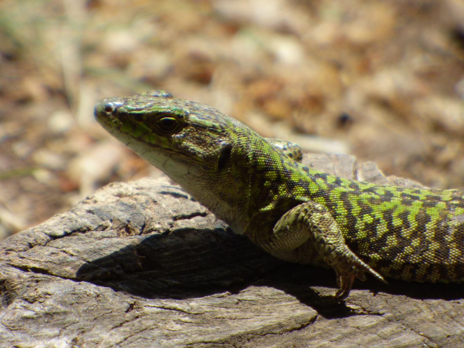 Panasonic DMC-FZ72 sample photo. Lizard, sun, reptile photography