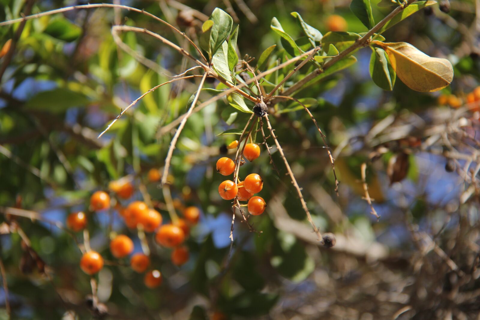 Canon EF-S 18-200mm F3.5-5.6 IS sample photo. Frutinhos, plants, nature photography
