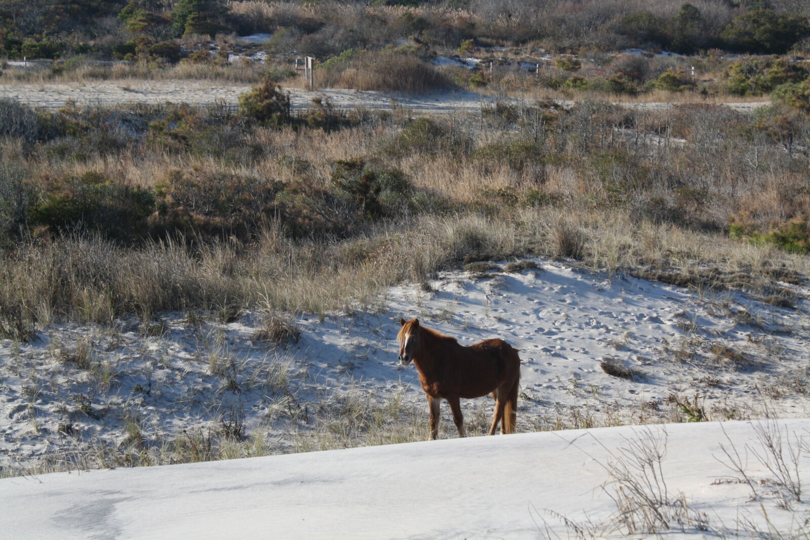 Canon EOS 1000D (EOS Digital Rebel XS / EOS Kiss F) sample photo. Assateague, island, beach, dunes photography
