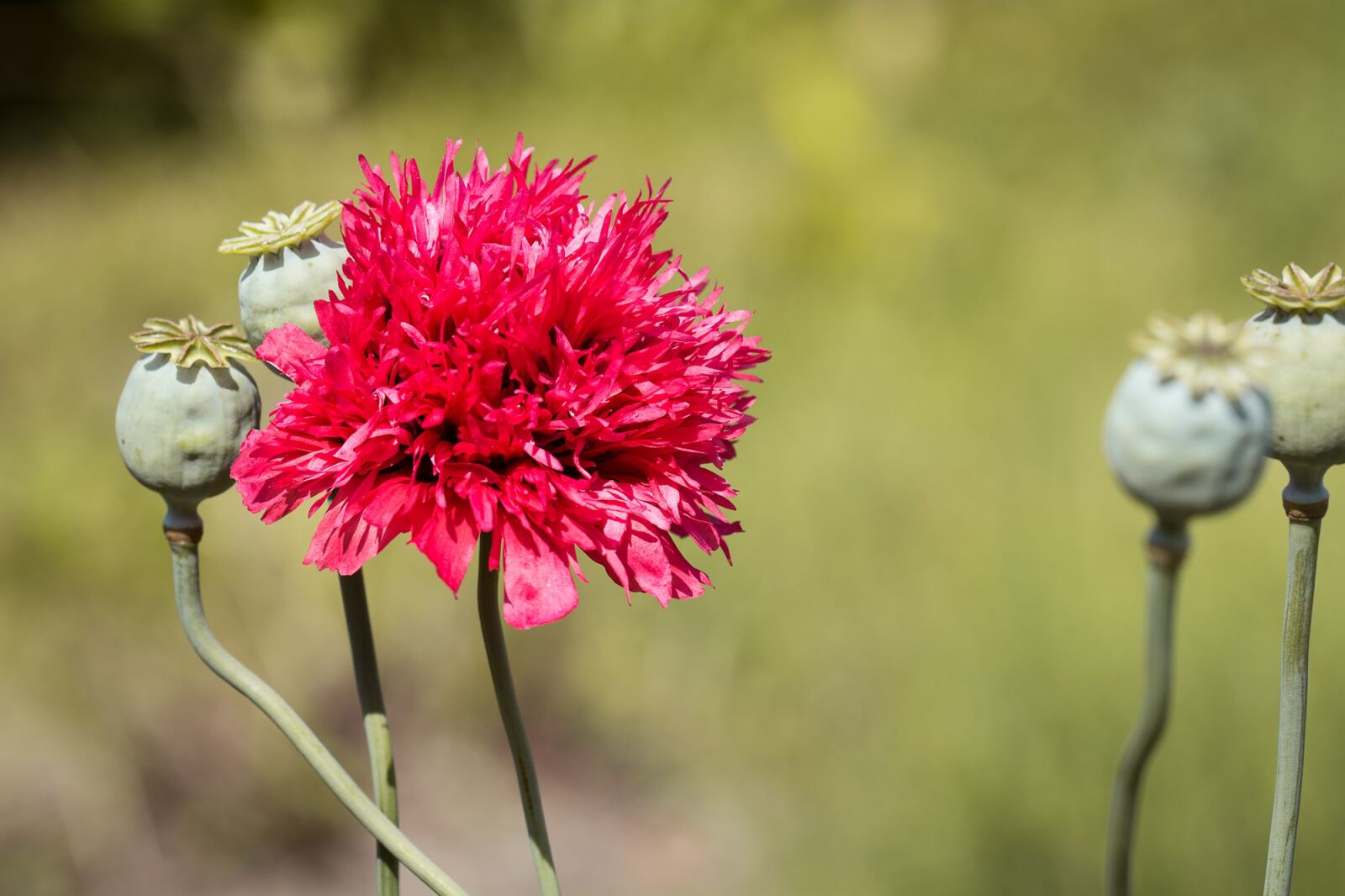 Nikon D7100 sample photo. Poppy, filled poppy, red photography
