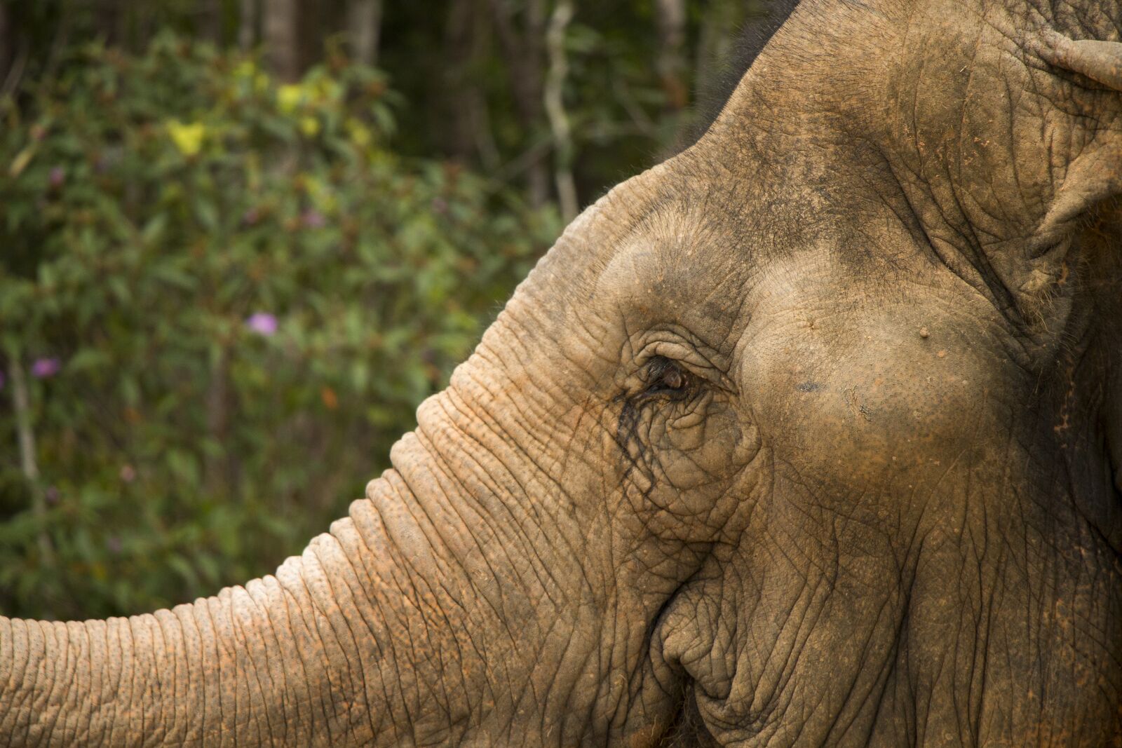 Canon EOS 70D sample photo. Elephant, safari, eyes photography