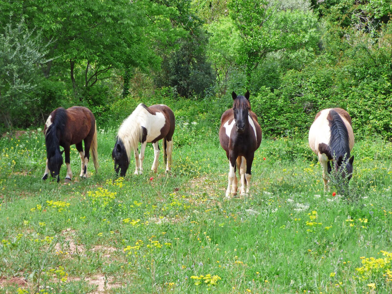 Panasonic Lumix DMC-FZ70 sample photo. Horses, prado, priorat photography