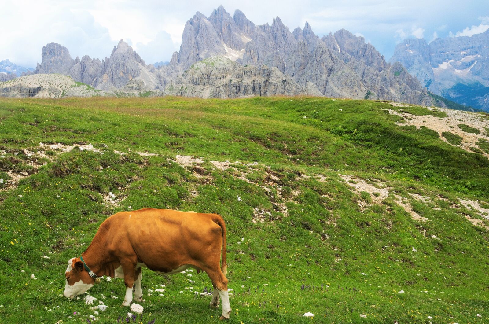 Nikon D5100 sample photo. Mountains, cow, nature photography