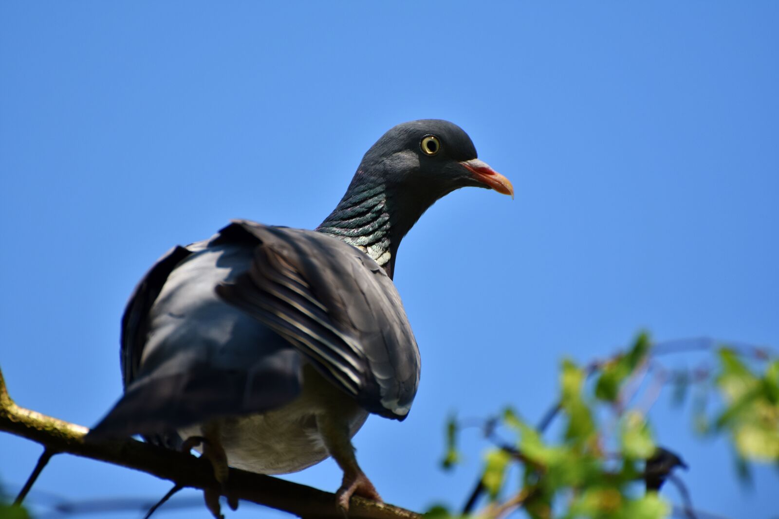 Nikon D7200 sample photo. Dove, ringdove, bird photography