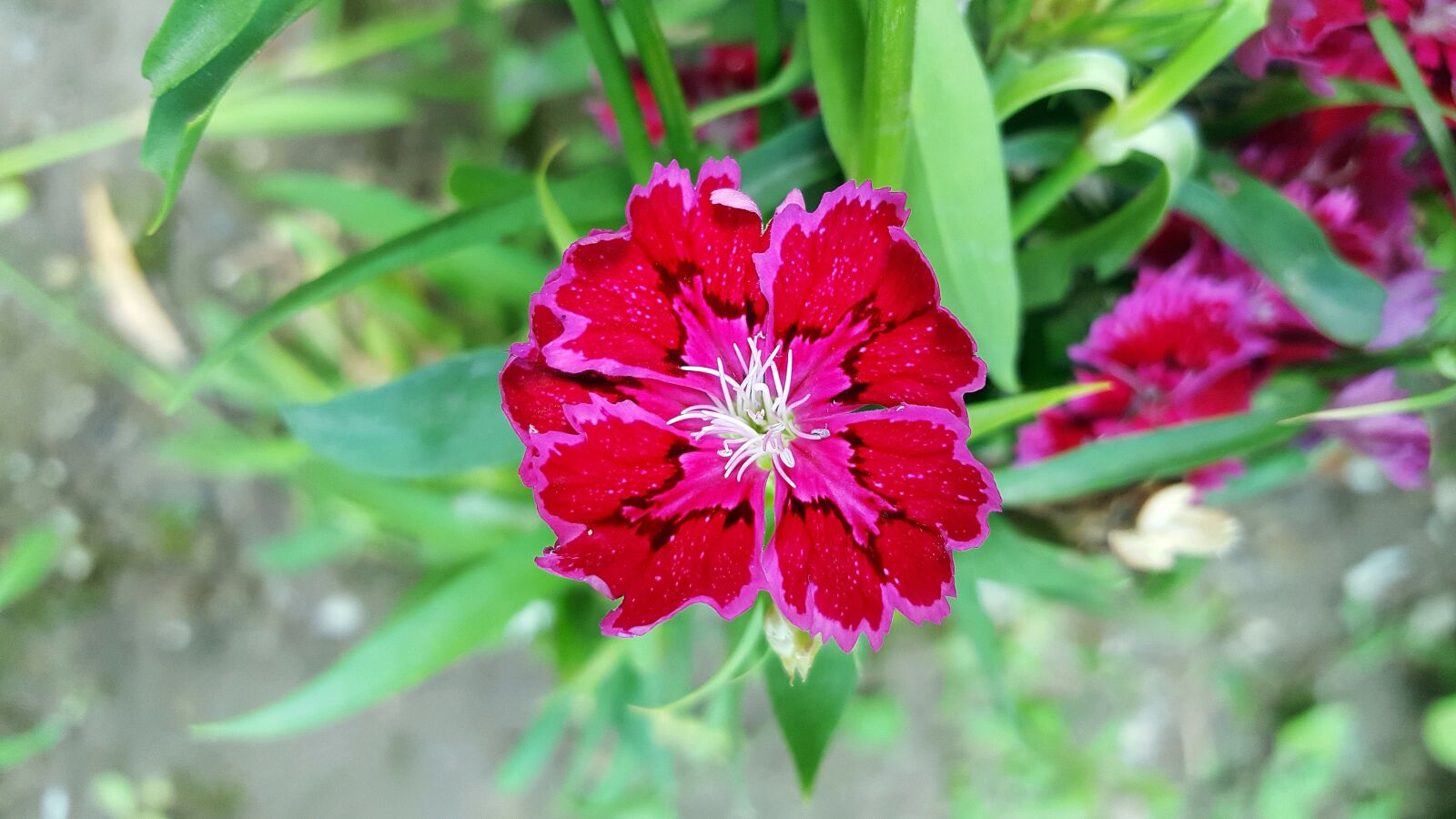 Samsung Galaxy S6 sample photo. Red dianthus, dianthus, sweet photography