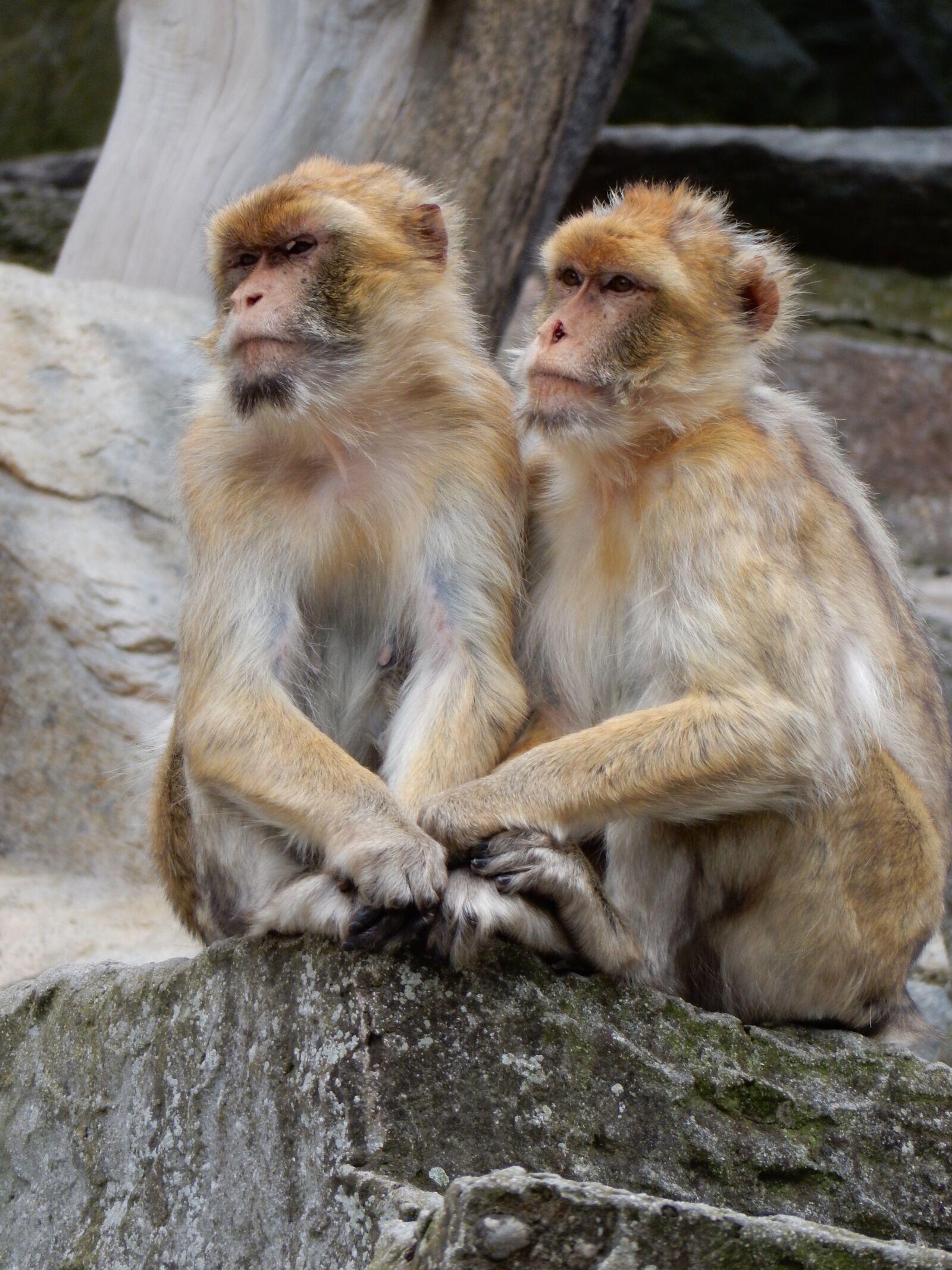 Nikon Coolpix S9900 sample photo. äffchen, monkey, zoo photography