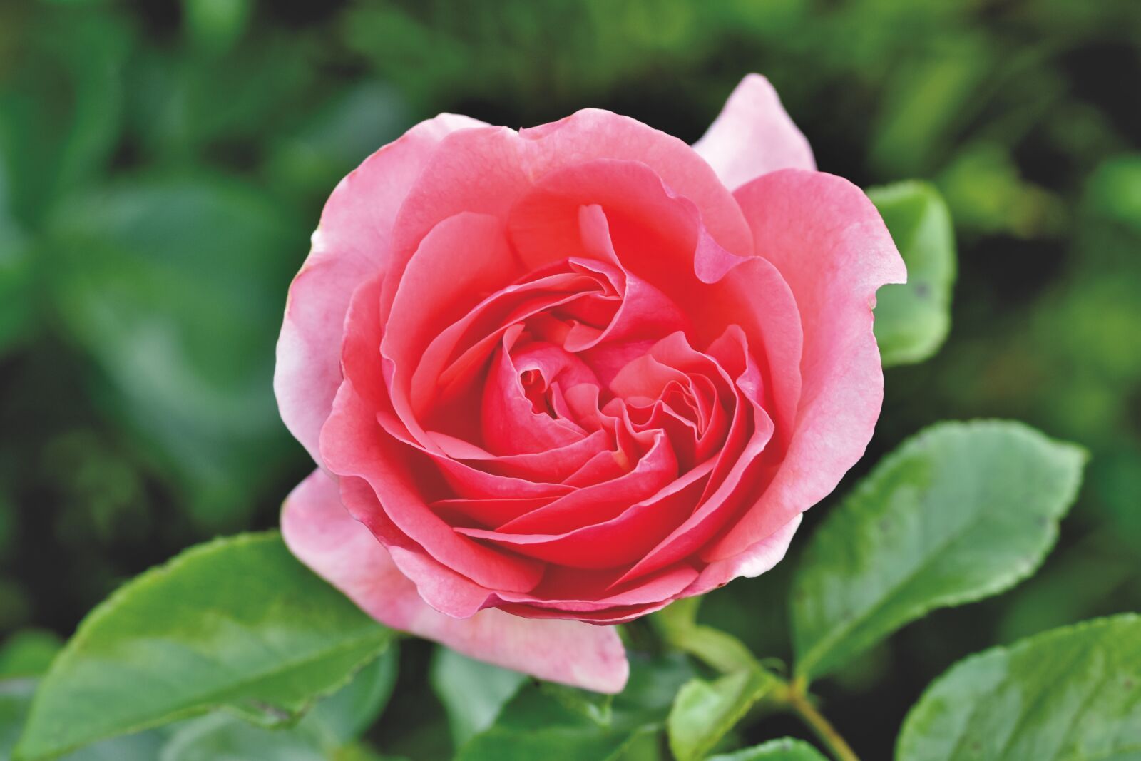 Nikon D7200 sample photo. Rose, rose bloom, blossom photography