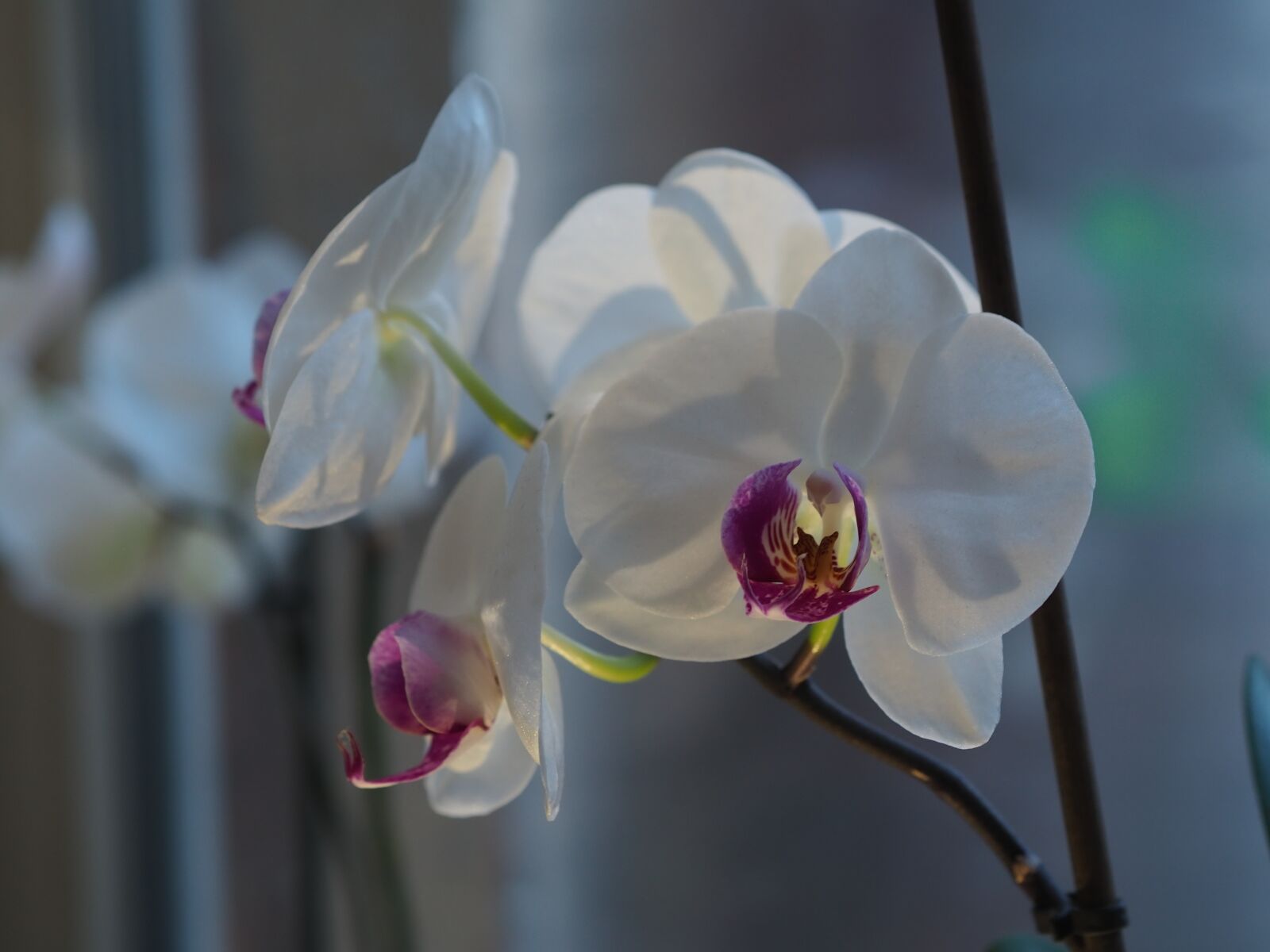 Olympus OM-D E-M10 III sample photo. Flower, orchid, bloom photography