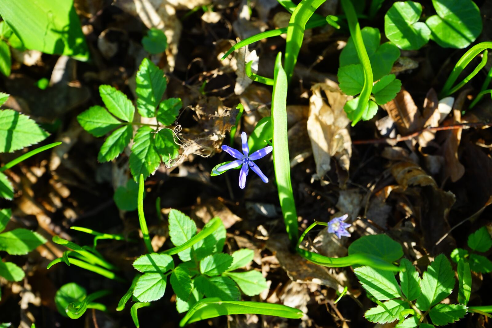 Sony a7 sample photo. Blue star, scilla, blossom photography