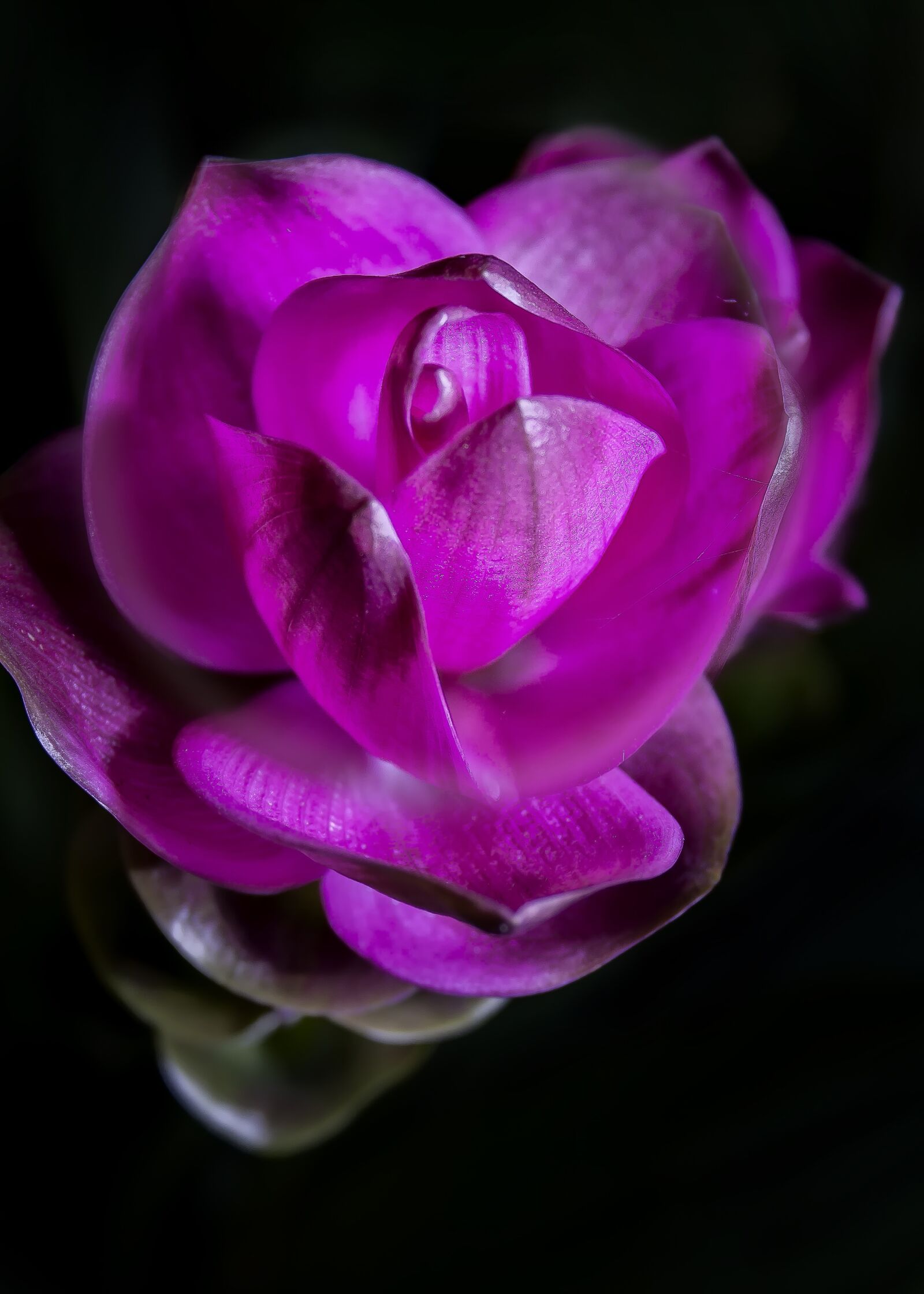 Canon EF-S 18-55mm F3.5-5.6 II sample photo. Curcuma, violet, blossom photography