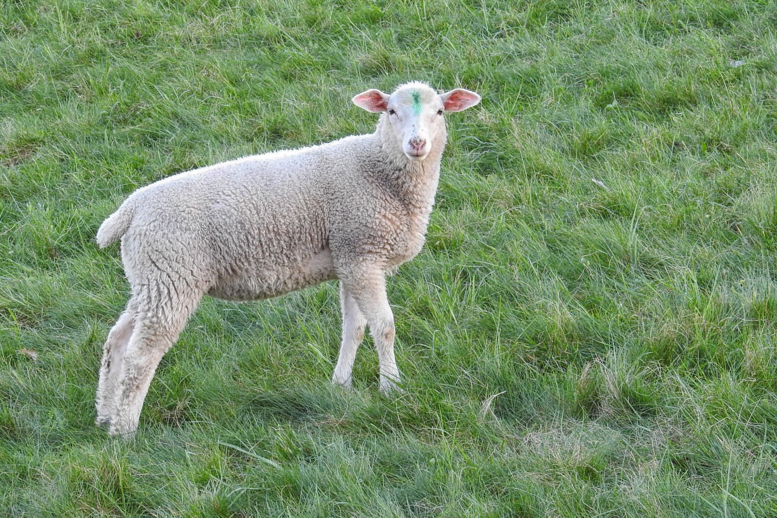 Nikon Coolpix P900 sample photo. Sheep, lamb, meadow photography