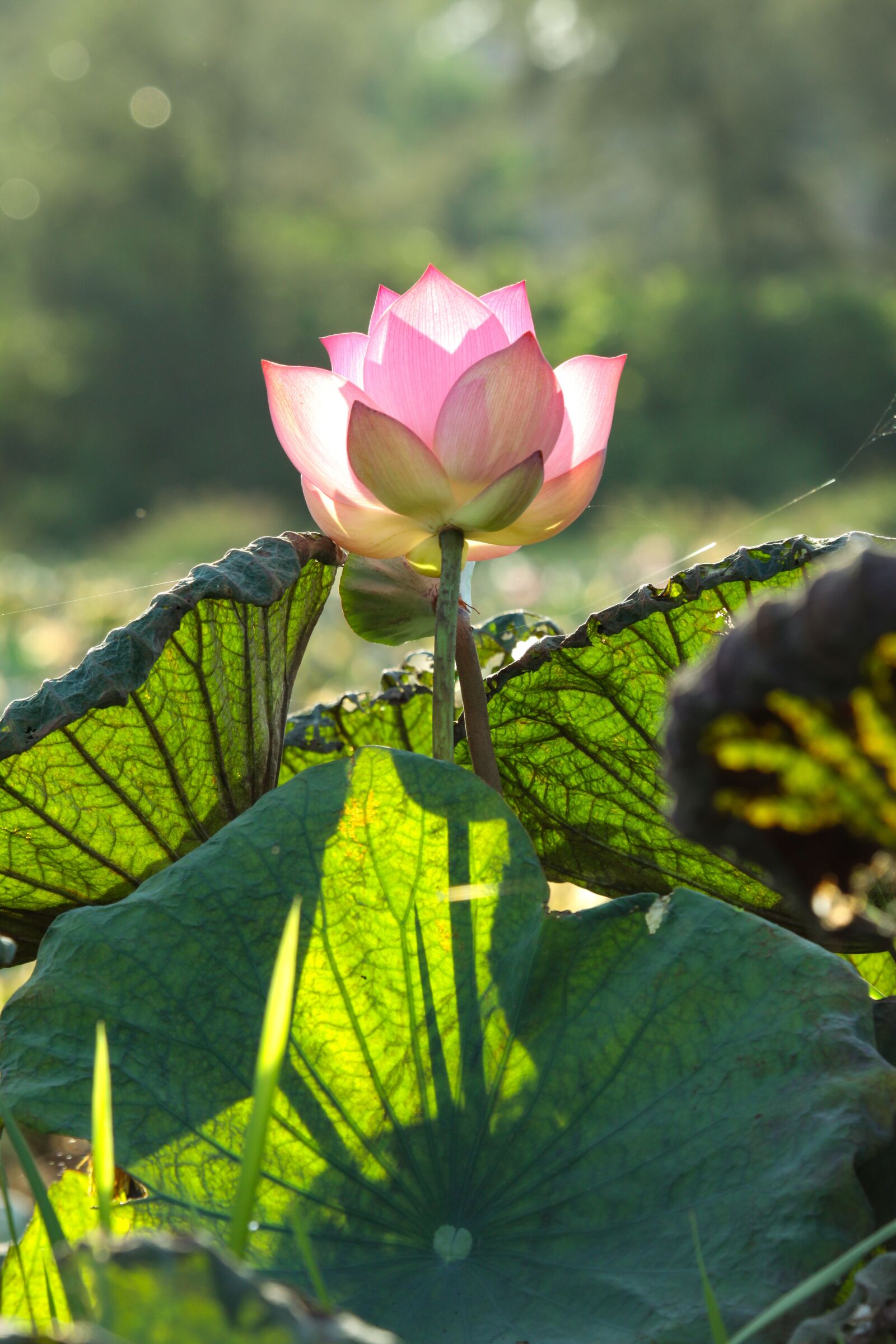 Canon EOS 50D sample photo. Lotus, flower, pink flower photography