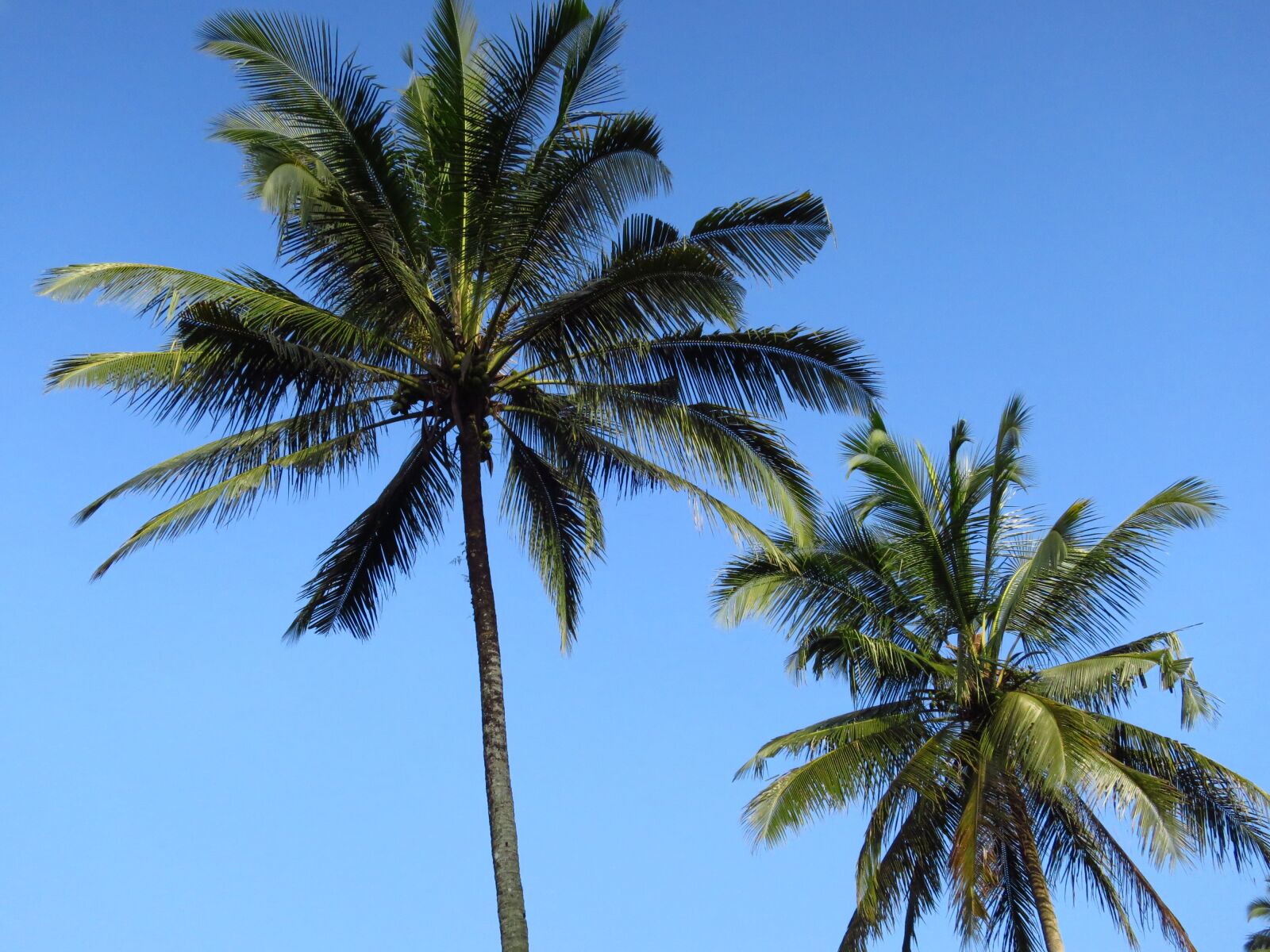 Canon PowerShot S120 sample photo. Bali, palm trees, coconut photography