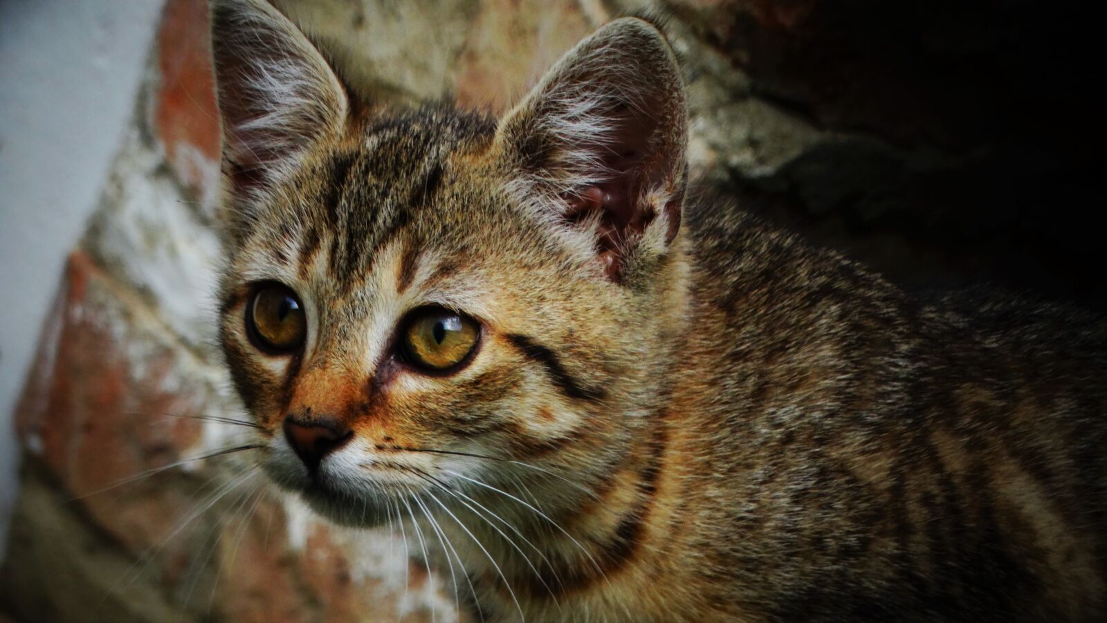 Sony Cyber-shot DSC-HX300 sample photo. Cat, kitten, animal photography