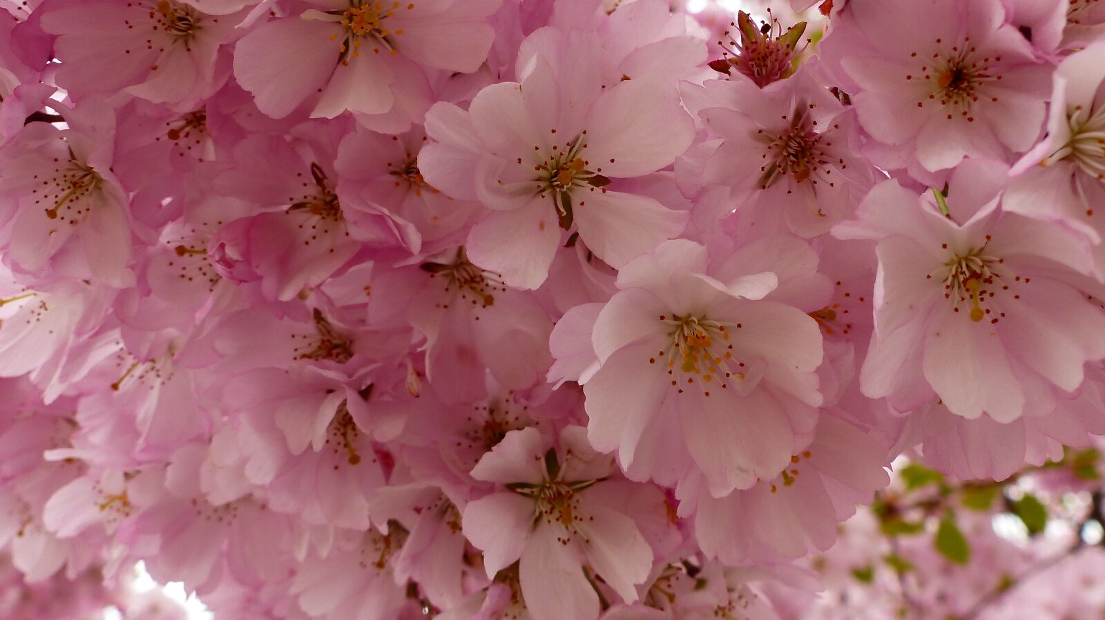 Panasonic Lumix DMC-FZ200 sample photo. Flower, plant, cherry photography
