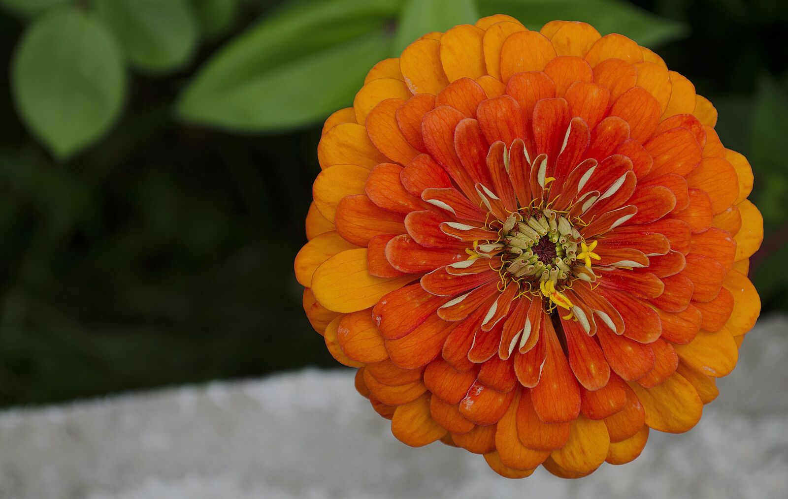 Nikon D5100 sample photo. Zinnia, flower, nature photography