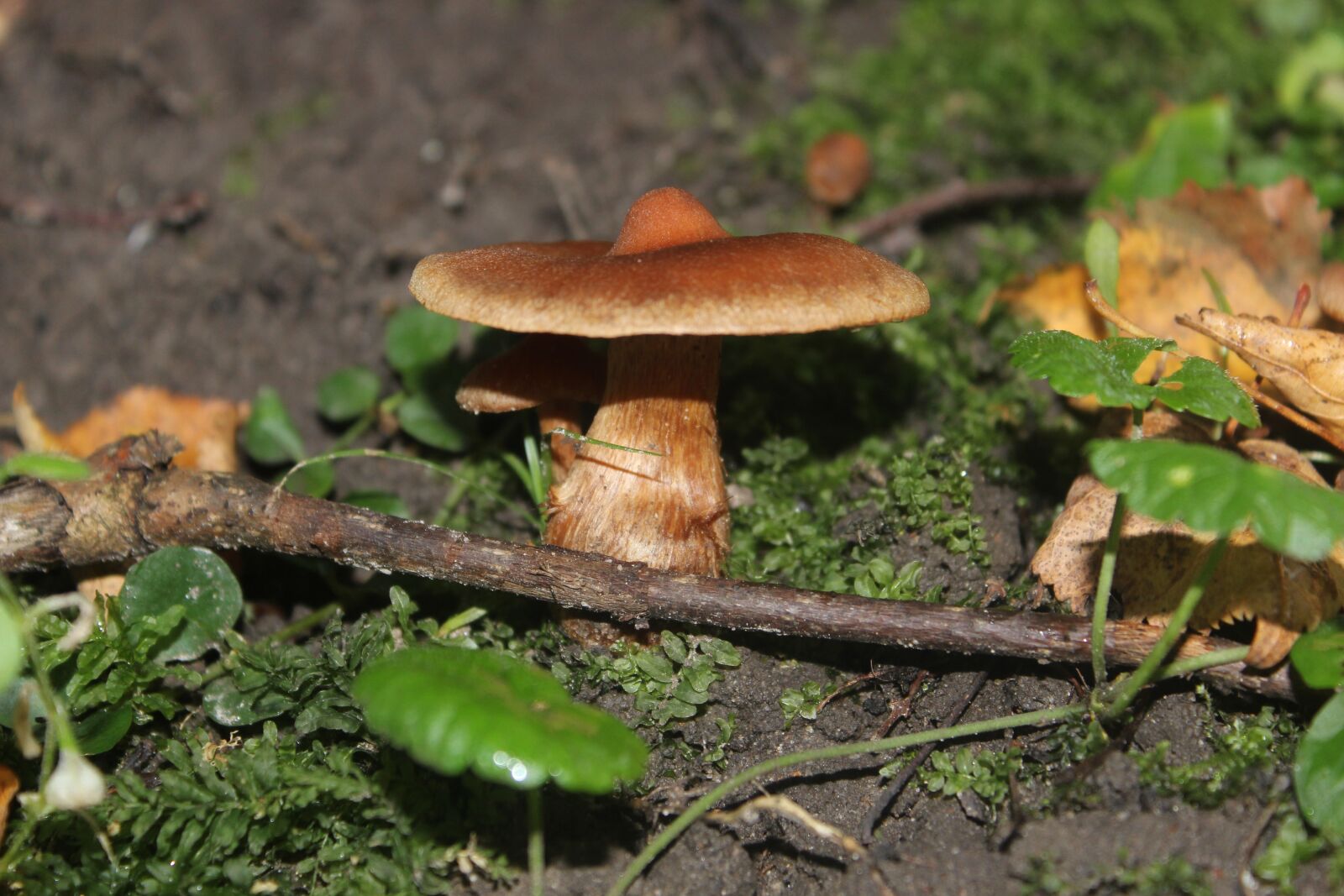Canon EOS 600D (Rebel EOS T3i / EOS Kiss X5) sample photo. Mushroom, nature, natural photography